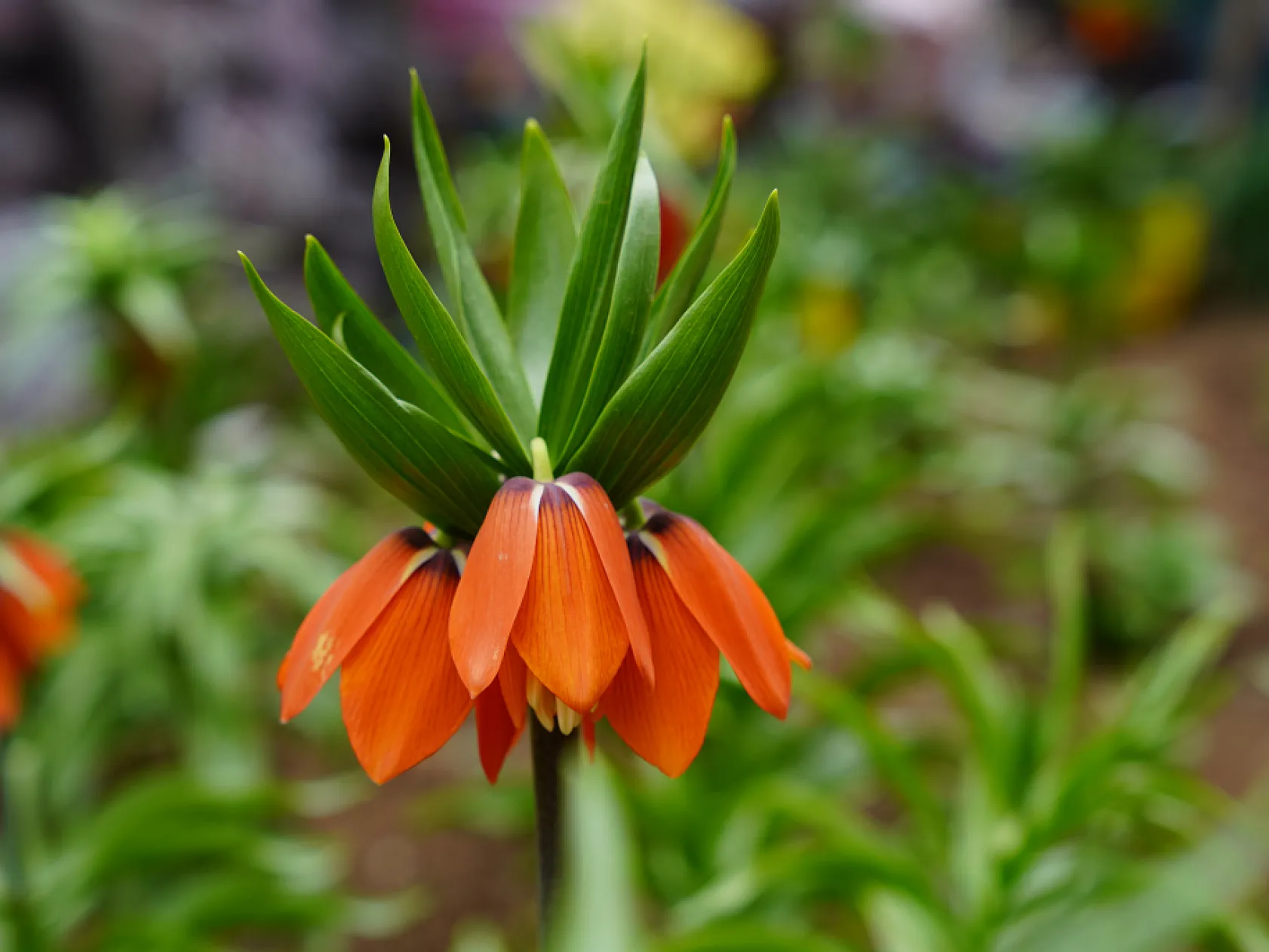 Ters laleri koparana 244 bin lira ceza