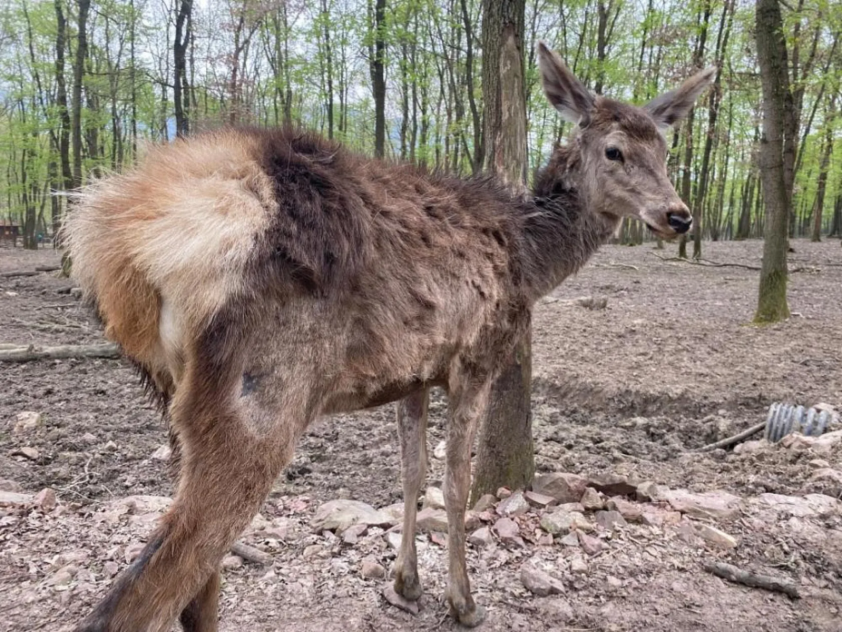 Kızıl geyikler boynuzlarını değiştiriyor