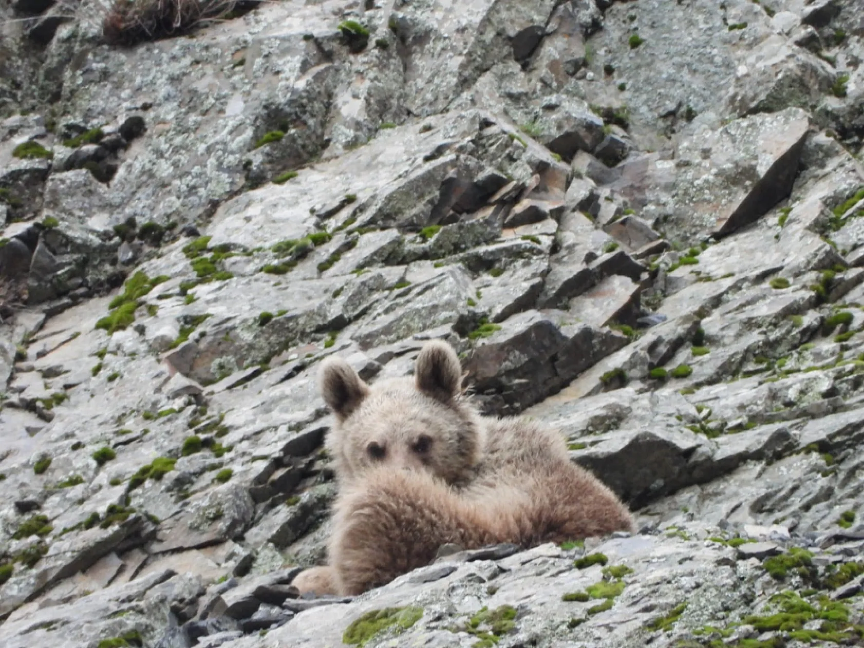 Kış uykusundan uyanan boz ayı yiyecek ararken görüntülendi