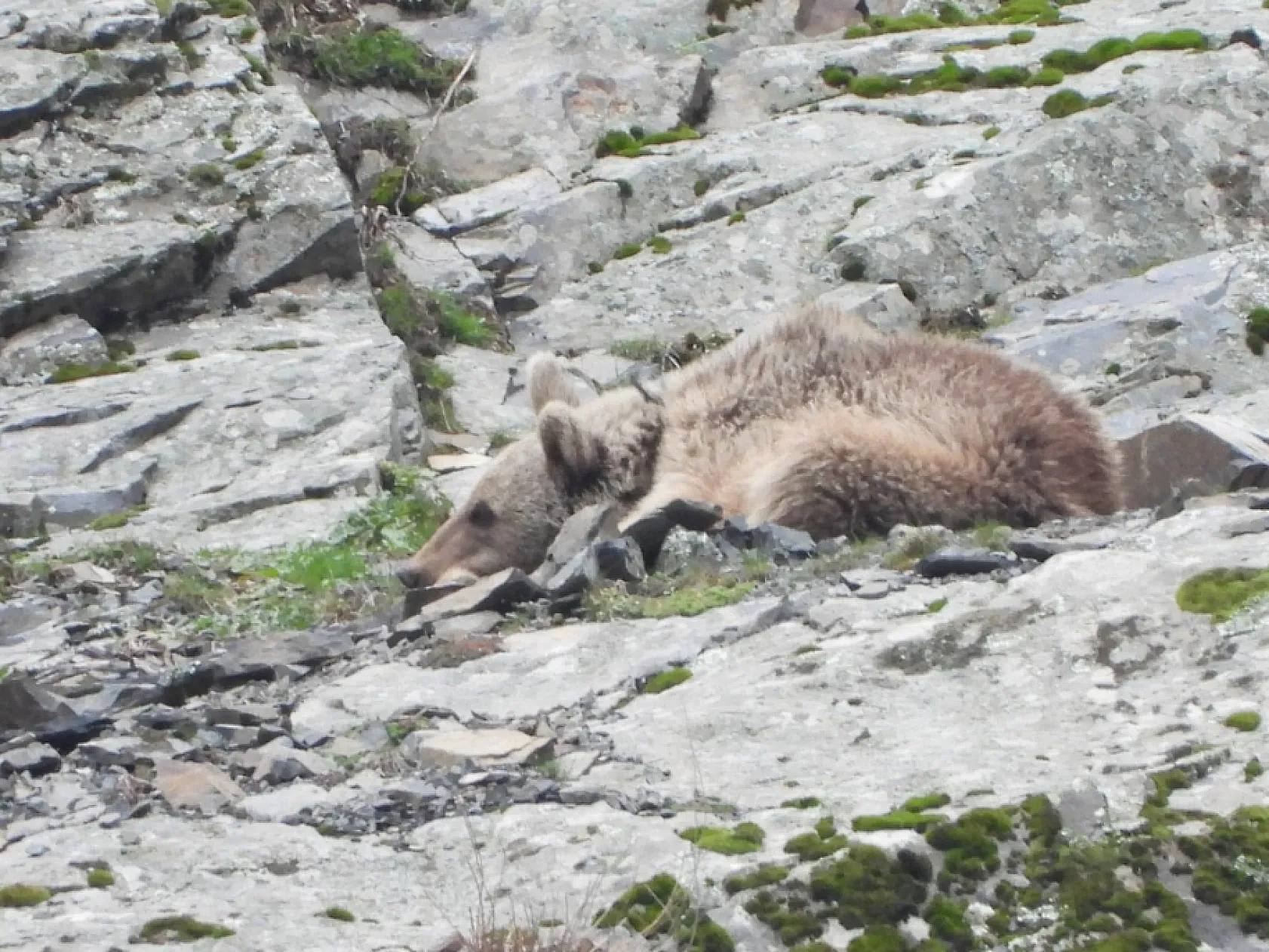 Kış uykusundan uyanan boz ayı yiyecek ararken görüntülendi