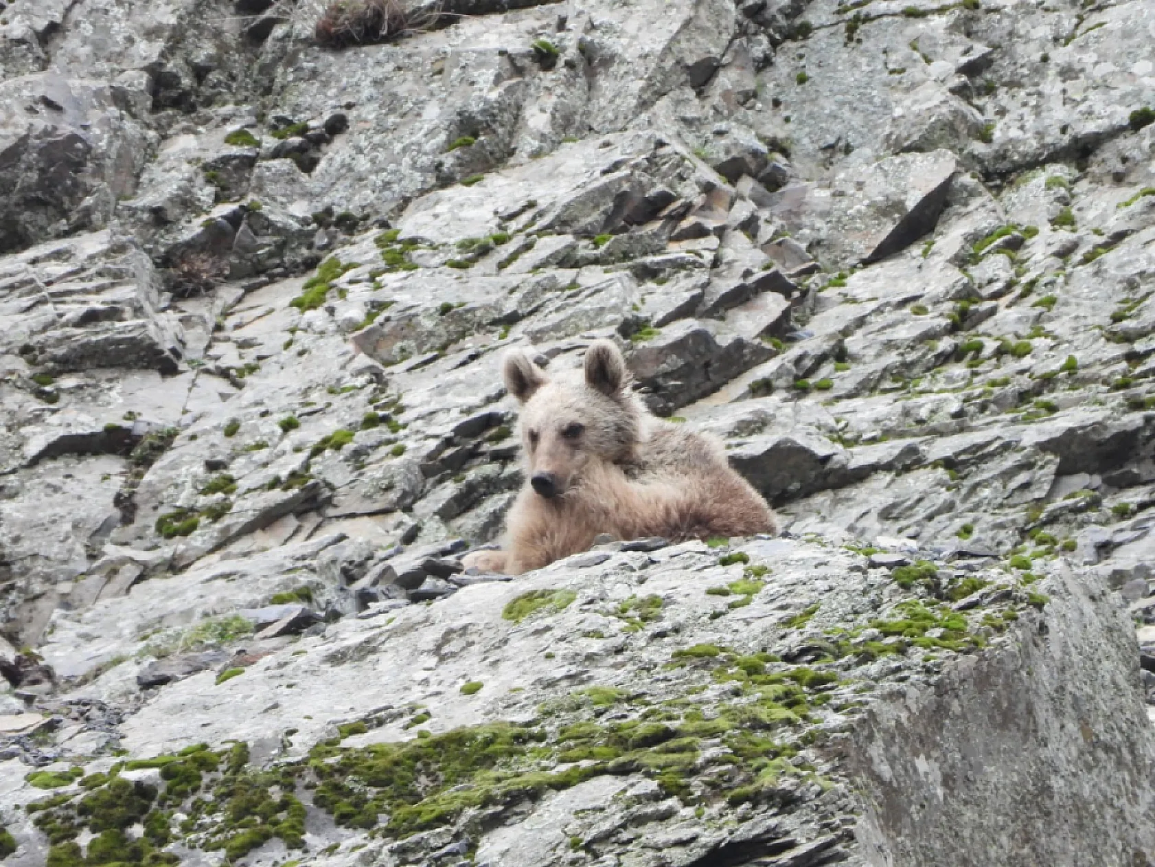 Kış uykusundan uyanan boz ayı yiyecek ararken görüntülendi