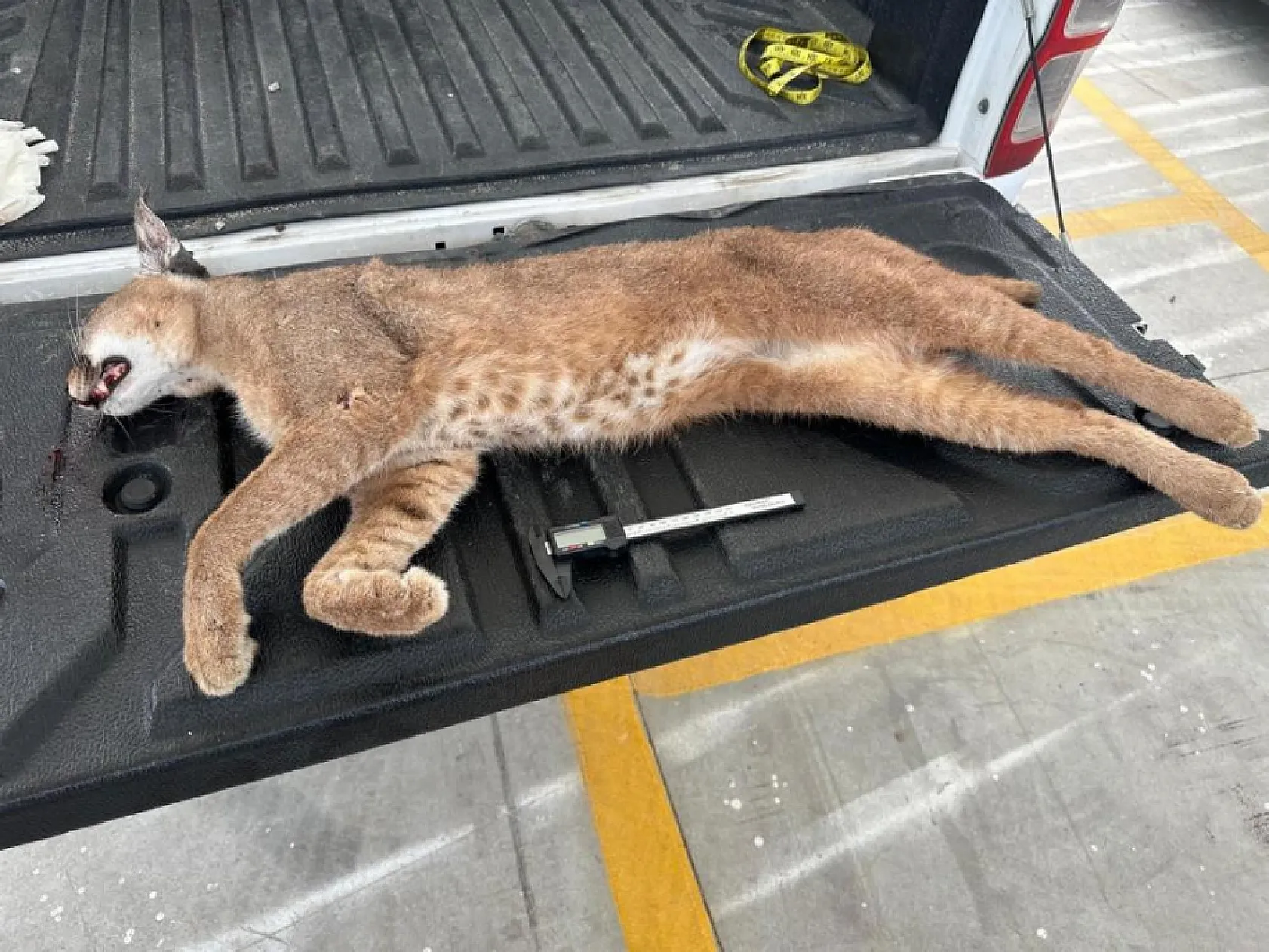 Seydikemer'de aracın çarptığı 'Karakulak' telef oldu