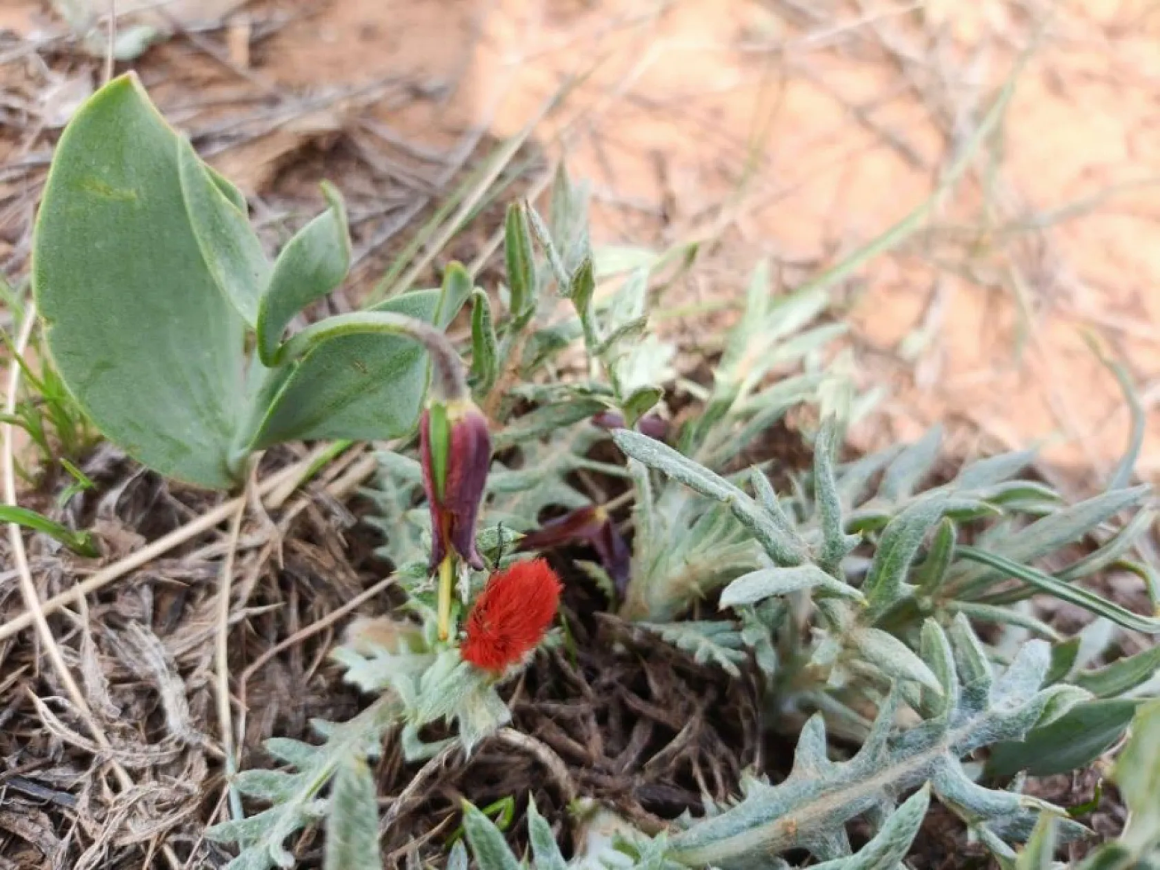 Dünyada sadece bu bölgede görülüyor: İki endemik tür aynı karede