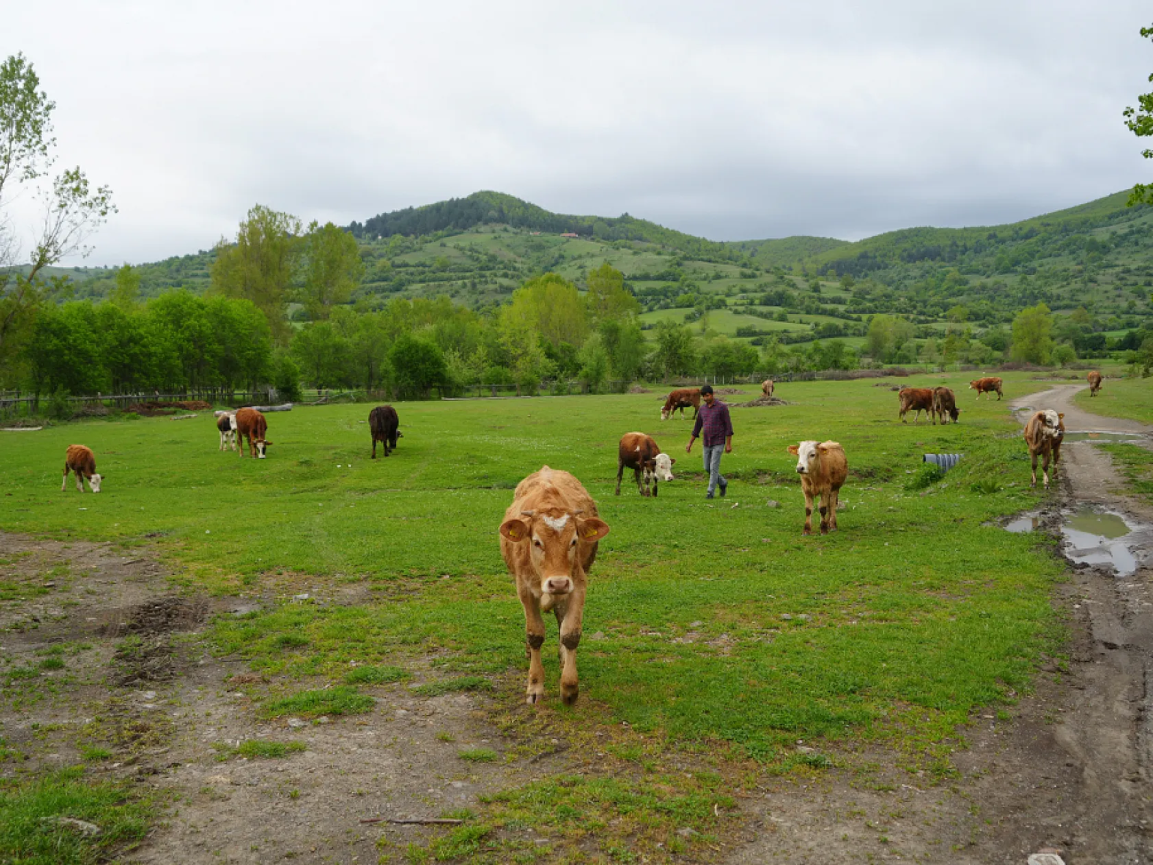 Şehir hayatından bıktı, döndüğü köyünde hayvancılığa başladı