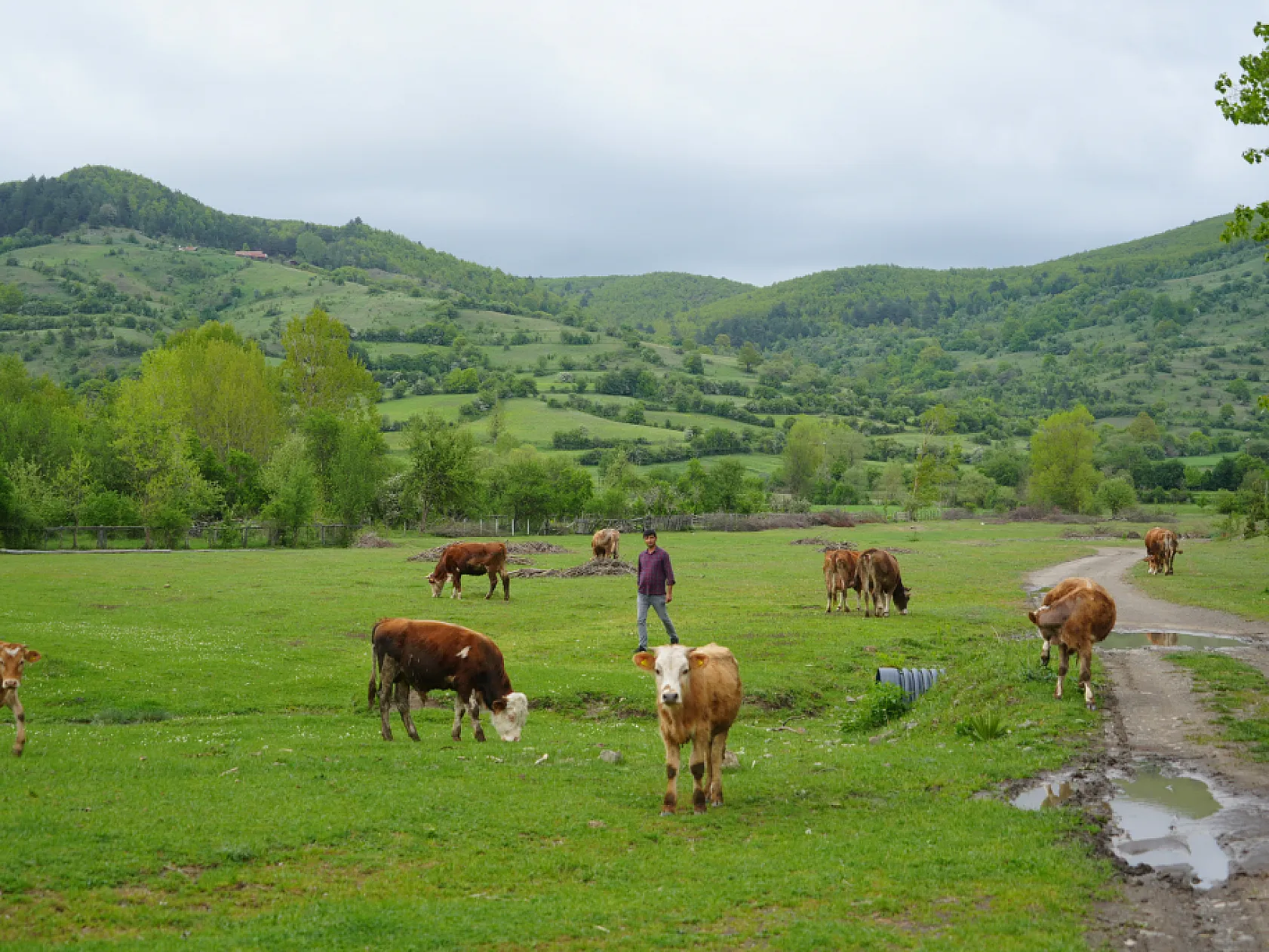 Şehir hayatından bıktı, döndüğü köyünde hayvancılığa başladı