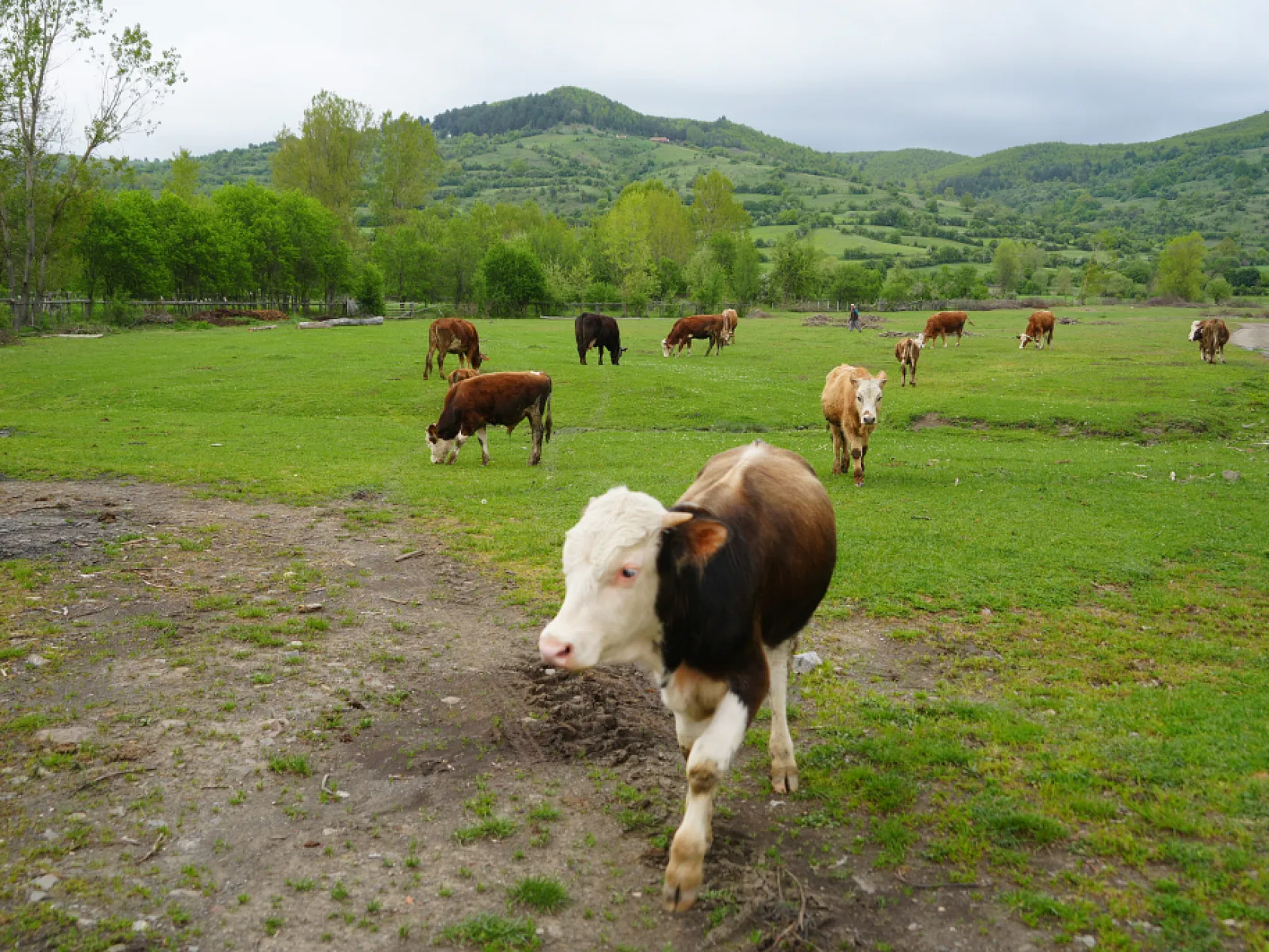 Şehir hayatından bıktı, döndüğü köyünde hayvancılığa başladı
