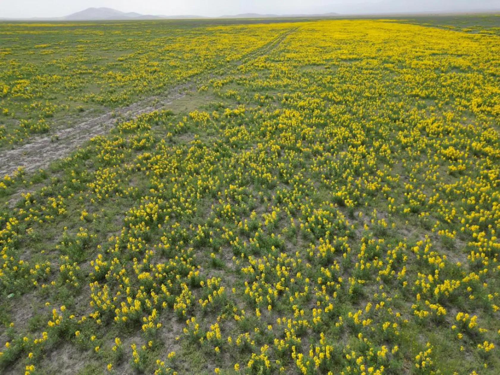 Bu çiçeği koparmanın cezası yarım milyondan fazla