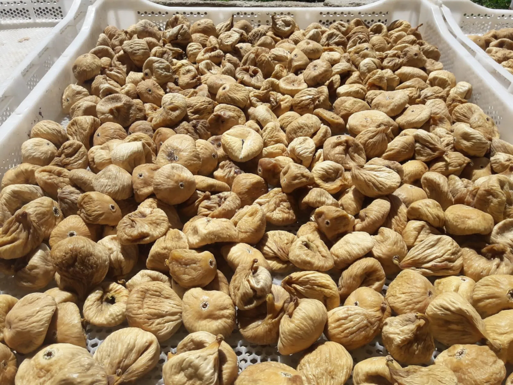 Çöpe gitmedi, enerjiye dönüştü! Kuru İncirde dünya çapında başarı