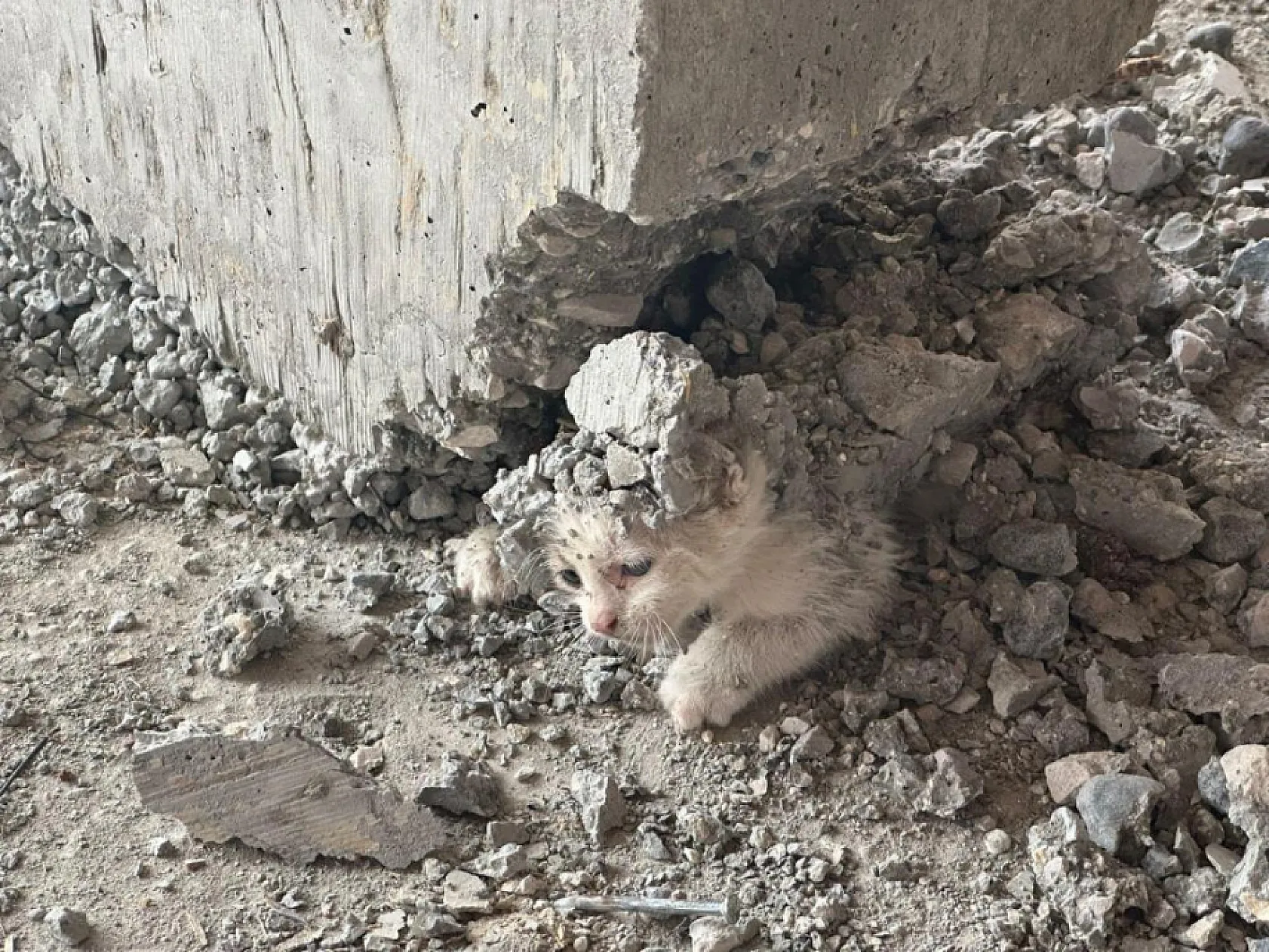 Akıl almaz olay: Beton kalıpta mahsur kalan yavru kedi kurtarıldı