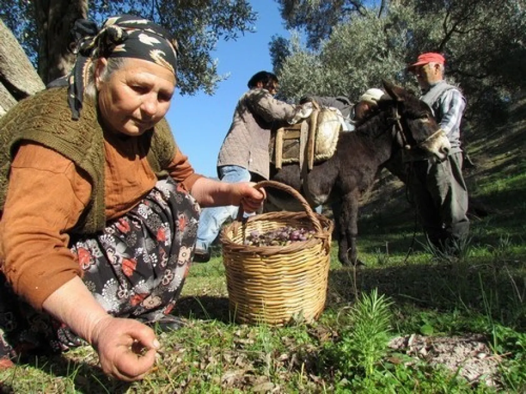 Zeytin ihracatında patlama! 7 ayda 162 milyon dolara ulaştı
