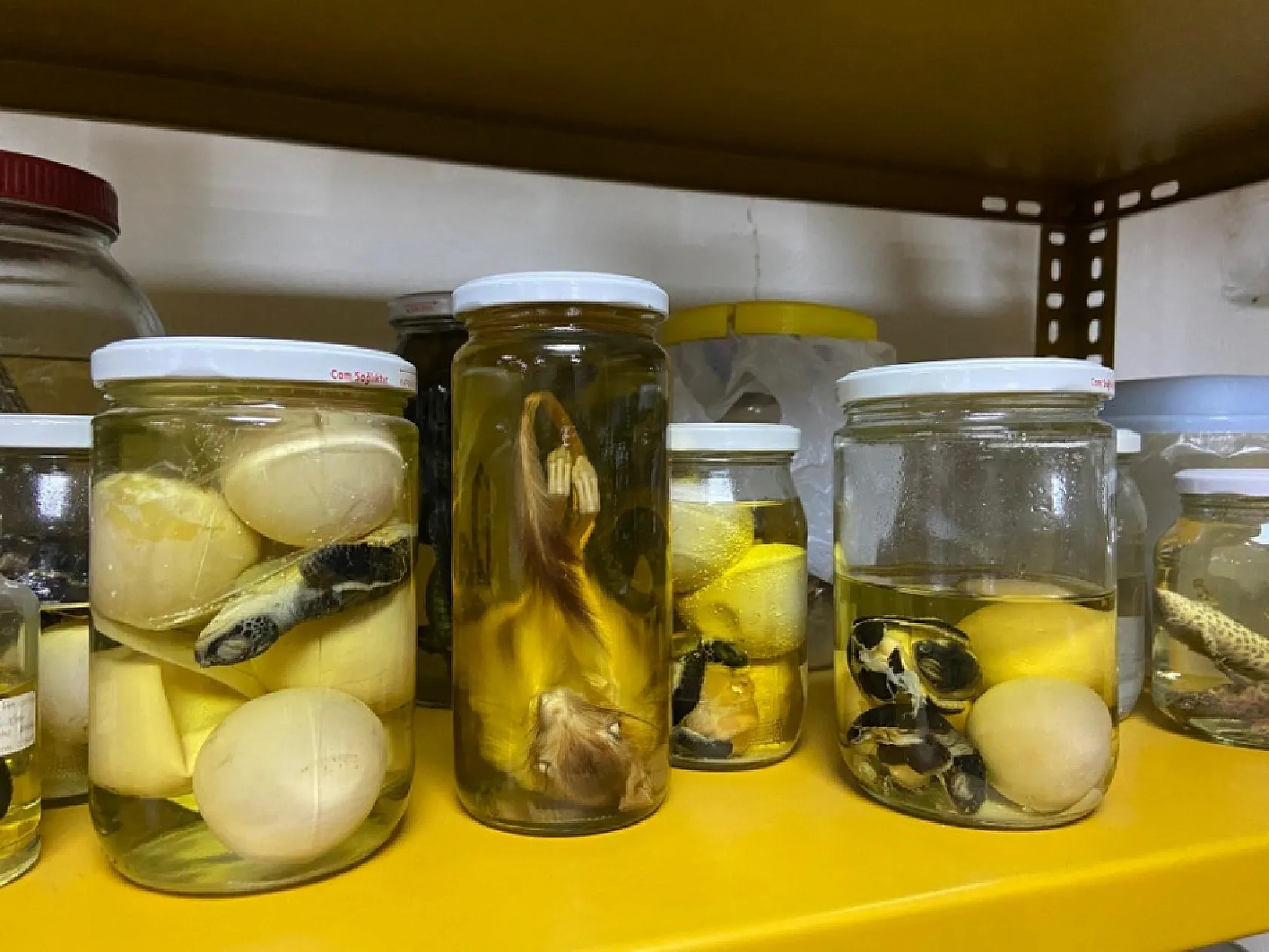 185 tür sizi bekliyor! Türkiye'deki bu müzede yılanlara dokunabilirsiniz!