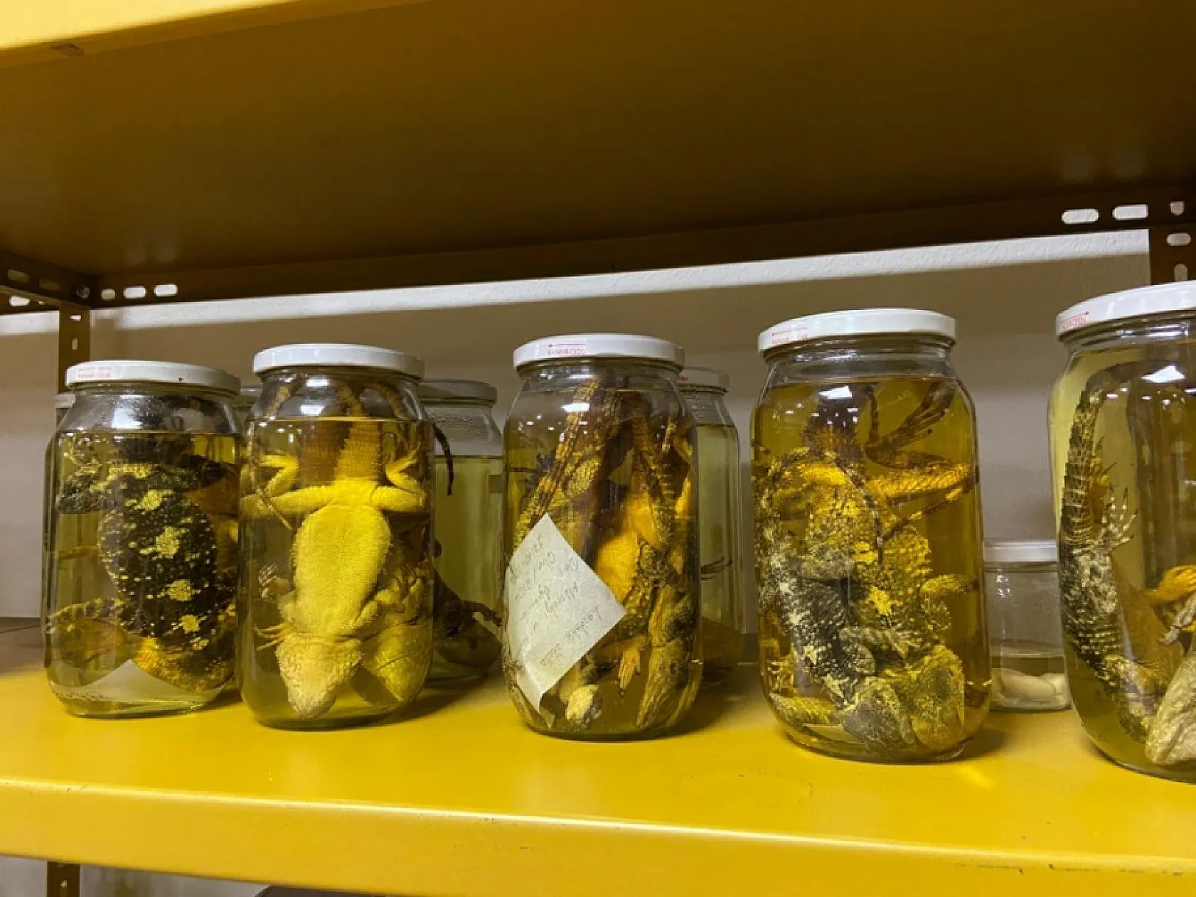 185 tür sizi bekliyor! Türkiye'deki bu müzede yılanlara dokunabilirsiniz!