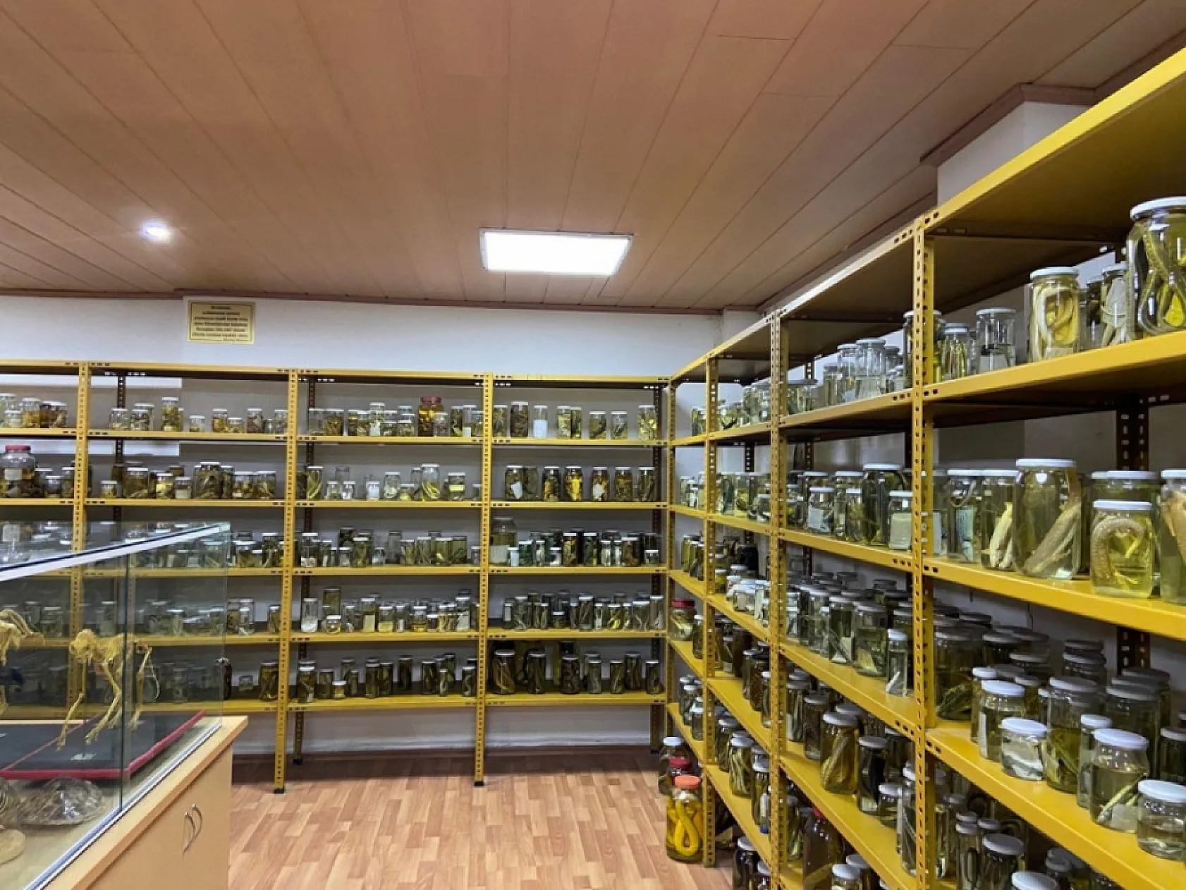 185 tür sizi bekliyor! Türkiye'deki bu müzede yılanlara dokunabilirsiniz!