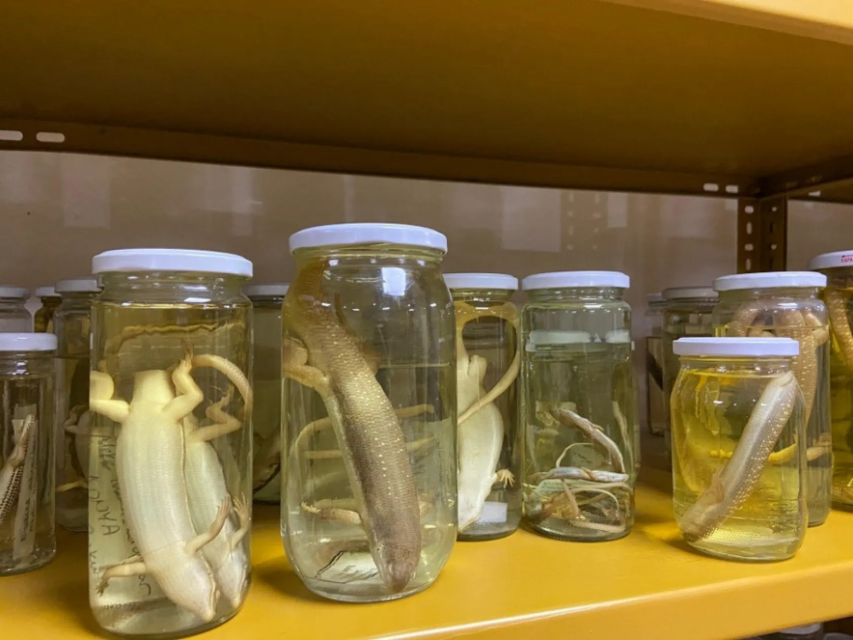 185 tür sizi bekliyor! Türkiye'deki bu müzede yılanlara dokunabilirsiniz!