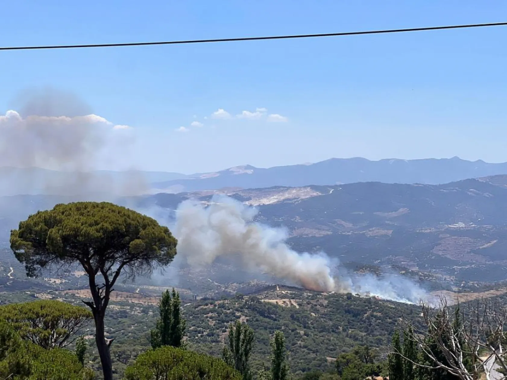 Aydın Çine'de zeytinlik alanda yangın çıktı