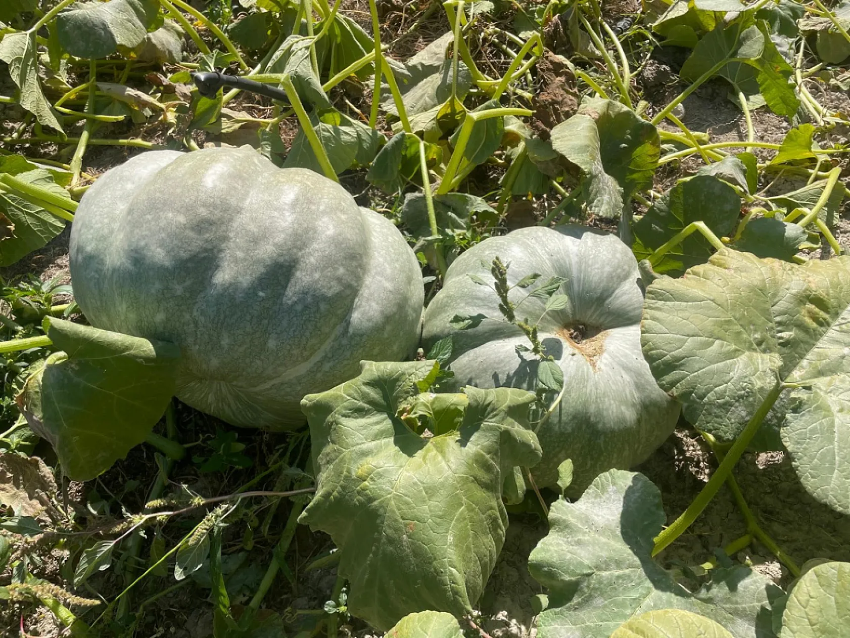 Hayvan gübresiyle 40 kilograma ulaşan kabaklarını taşımakta zorlandı