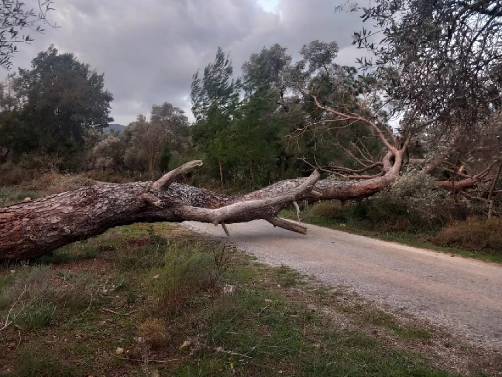 Bodrum'da fırtına ağaçları devirdi