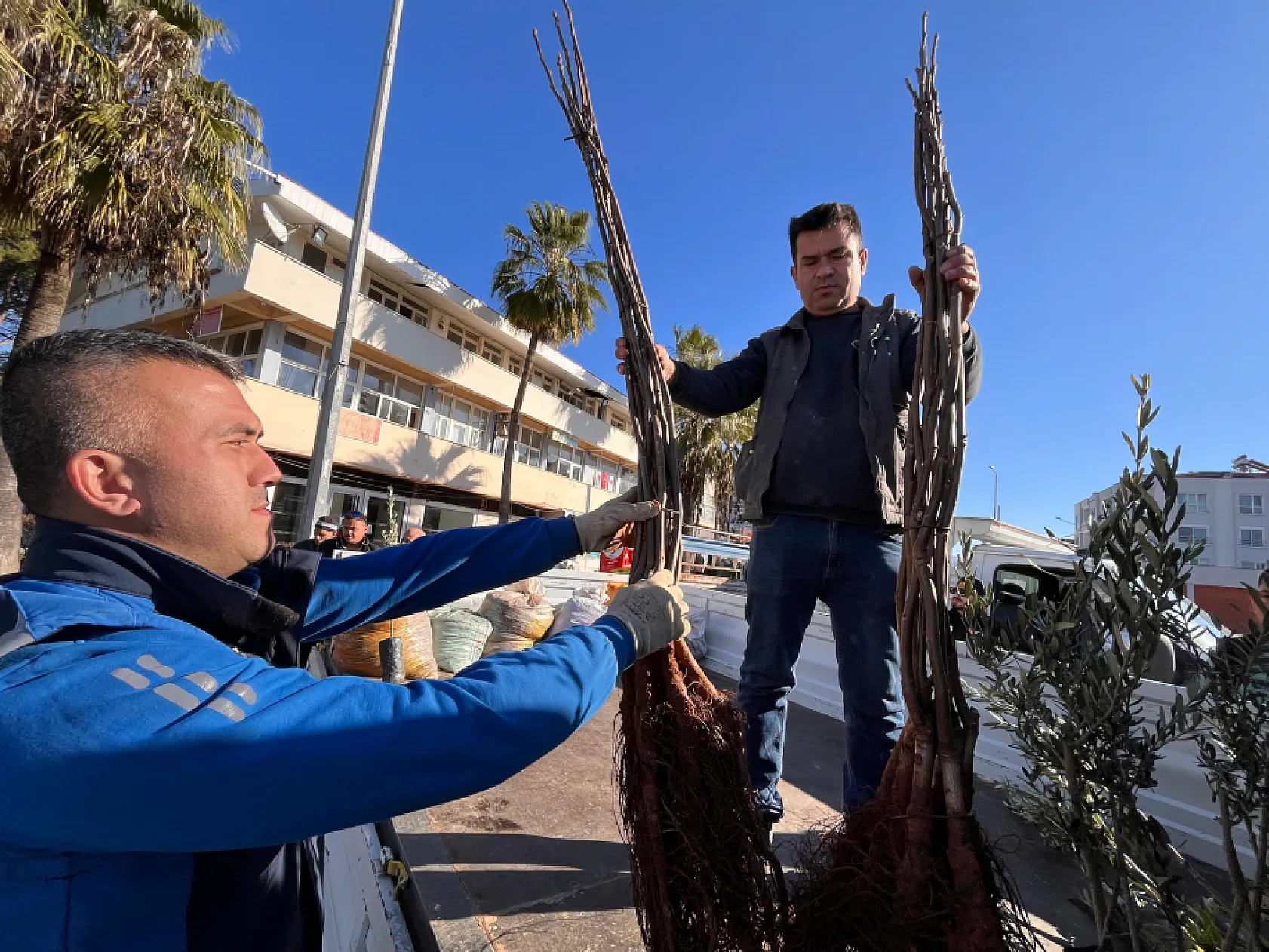 Dalaman'da Zeytin ve Ceviz Fidanları Dağıtıldı