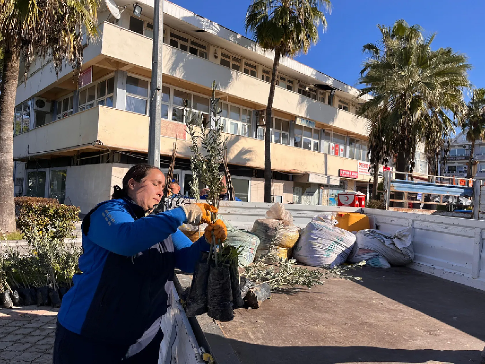 Dalaman'da Zeytin ve Ceviz Fidanları Dağıtıldı