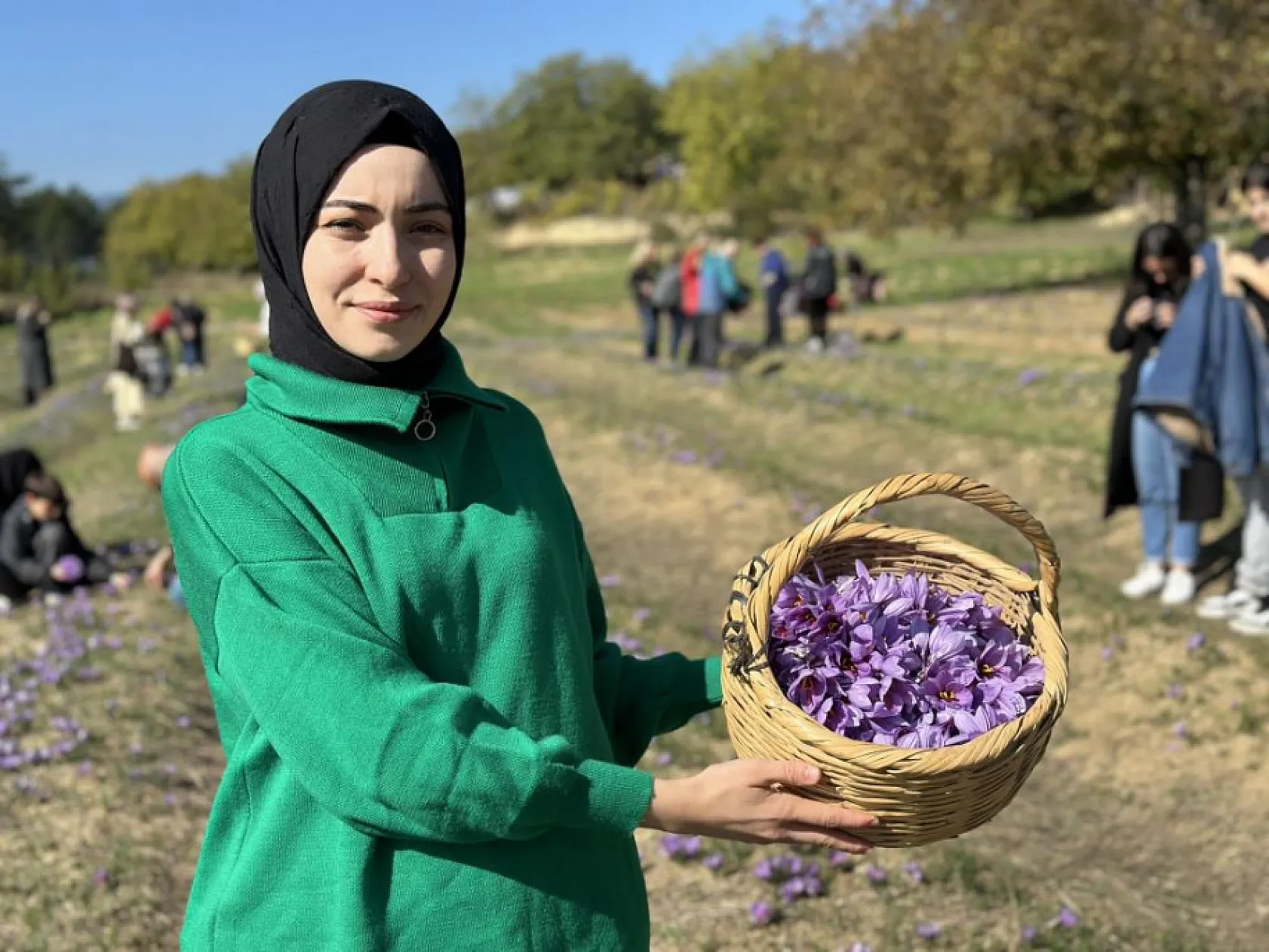 'Dünyanın en pahalı baharatı' safranı hasat etmek için soluğu tarlalarda aldılar
