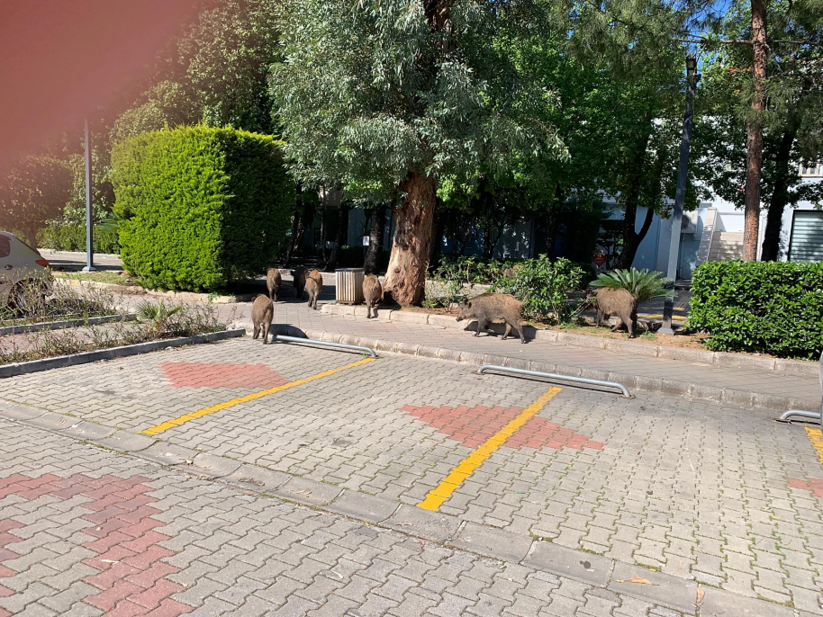 Fethiye'de domuz sürüsü yiyecek aramak için çarşı merkezine indi