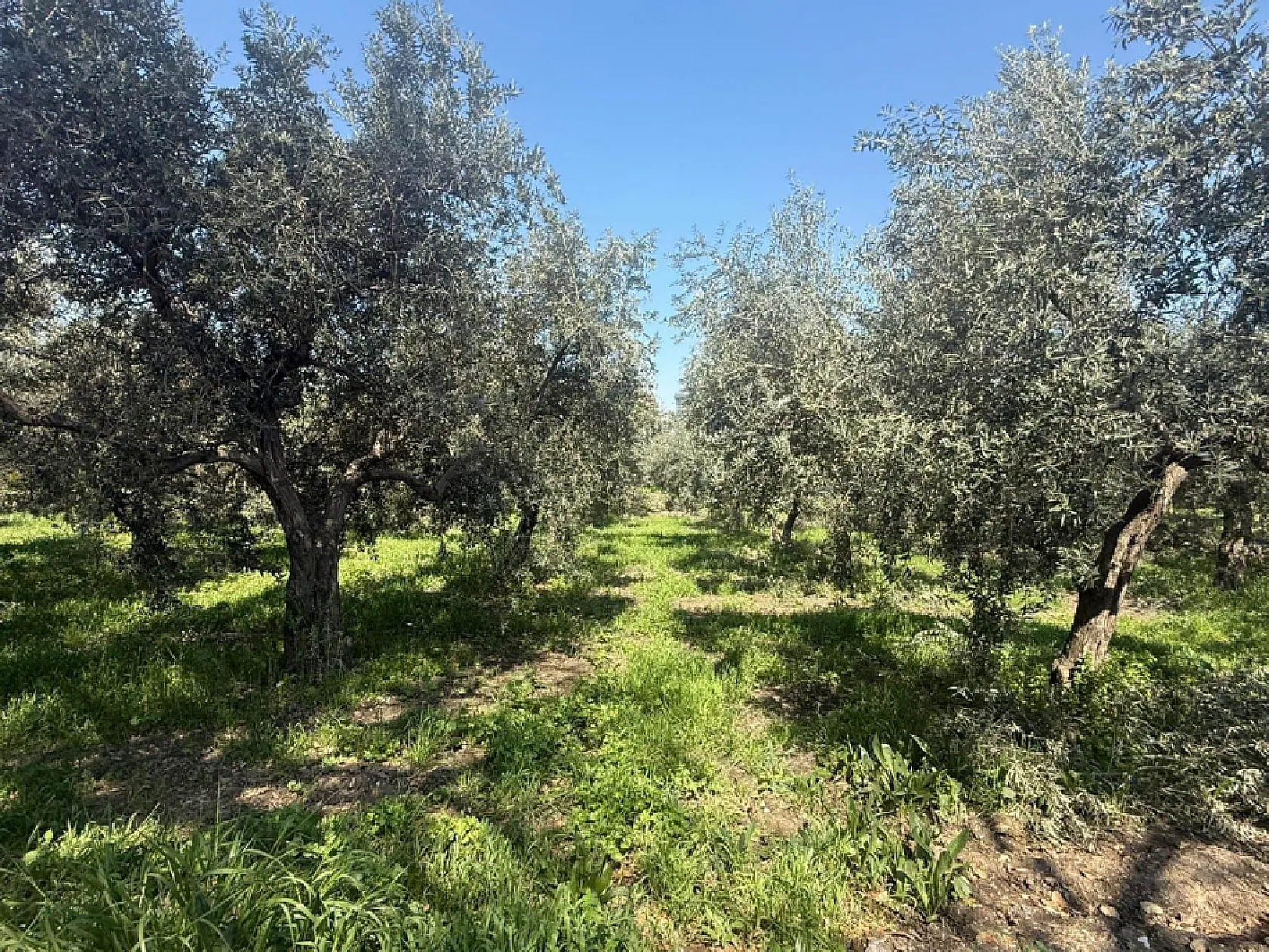 FTSO'dan 'Fethiye Zeytinyağı' için coğrafi işaret adımı
