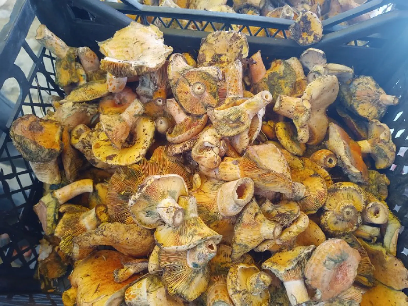 Fethiye sofralarında eksik olmuyor: Çıntar Mantarı