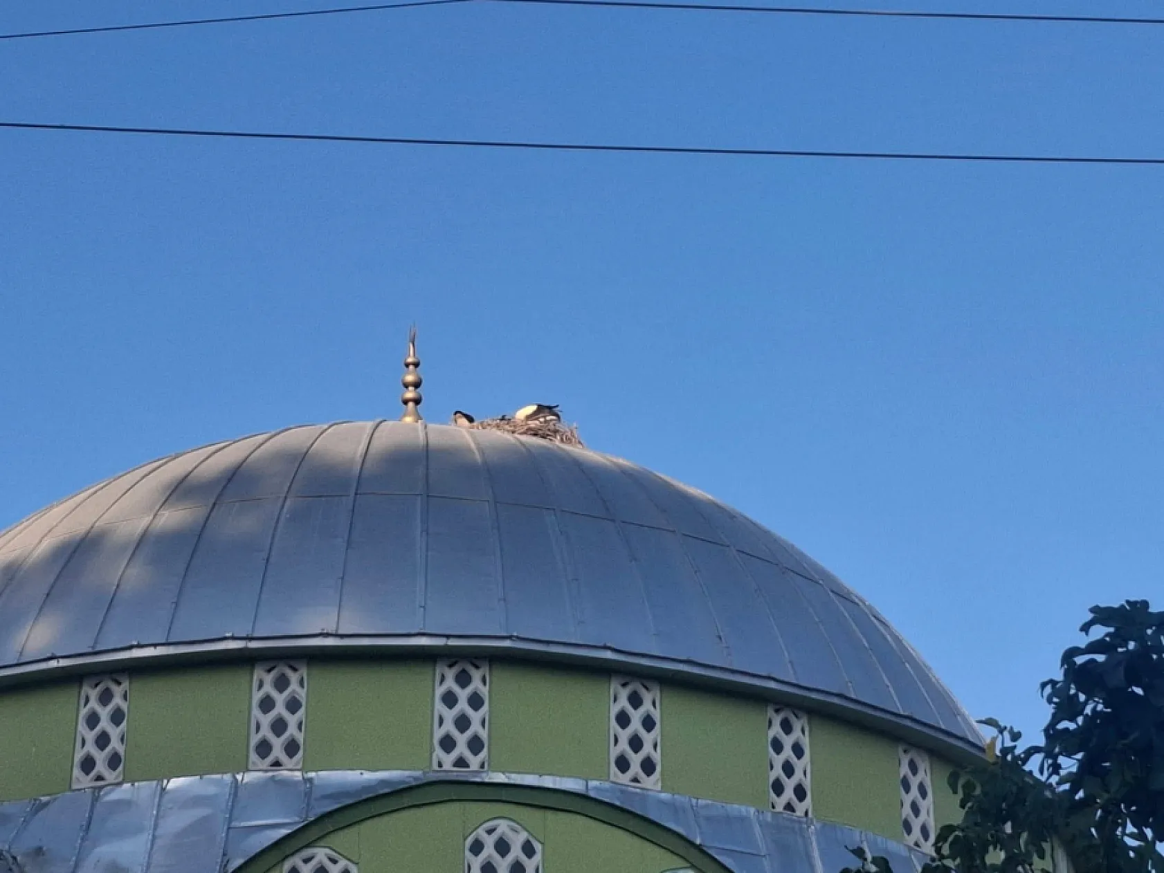 Güneşli Mahallesi'nde Yaralı Leyleği Duyarlı Gençler Kurtardı