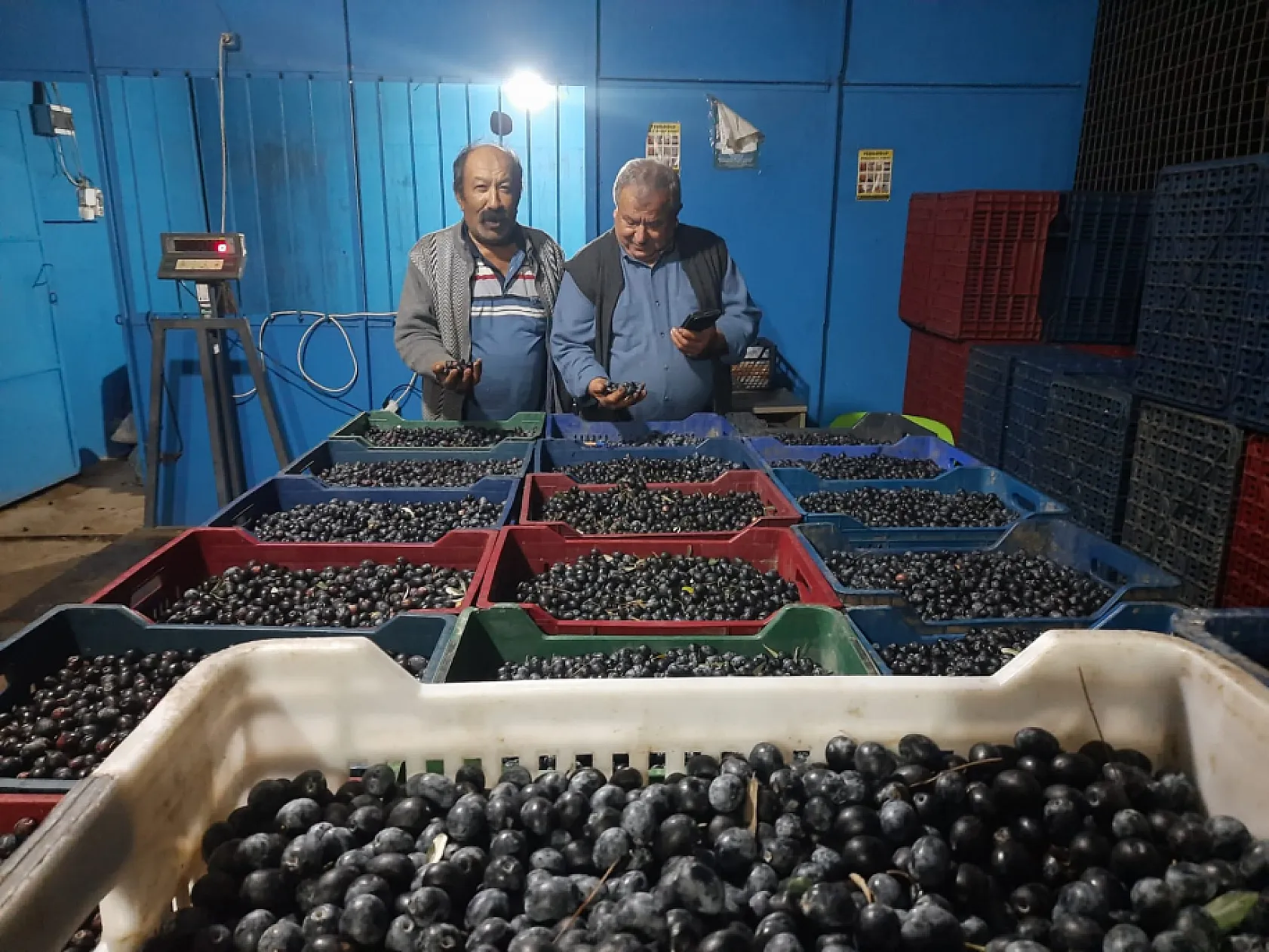 Seydikemer'de 'Siyah Zeytin' hasadı devam ediyor