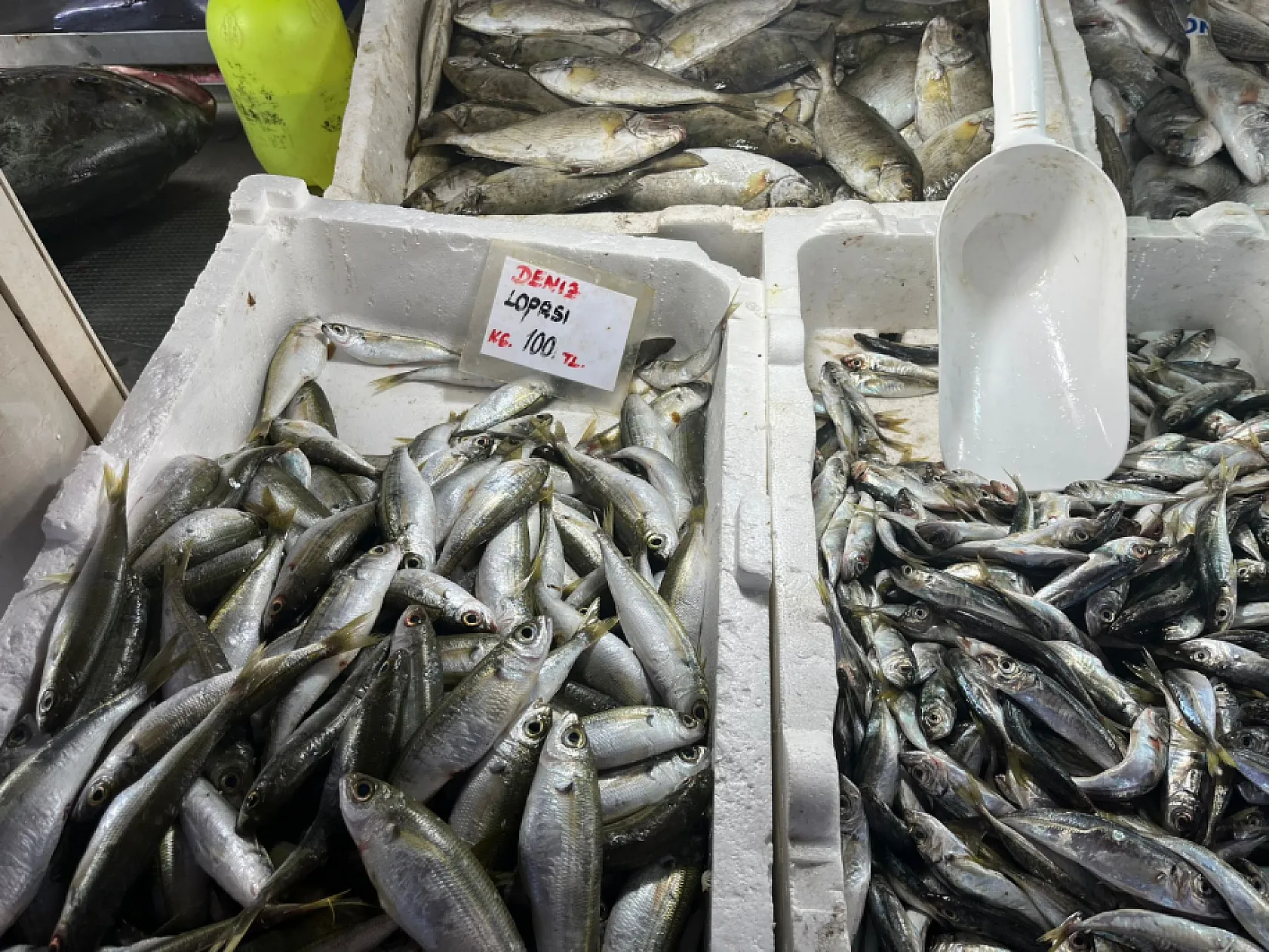 Balık fiyatları ucuzladı ama satış yok