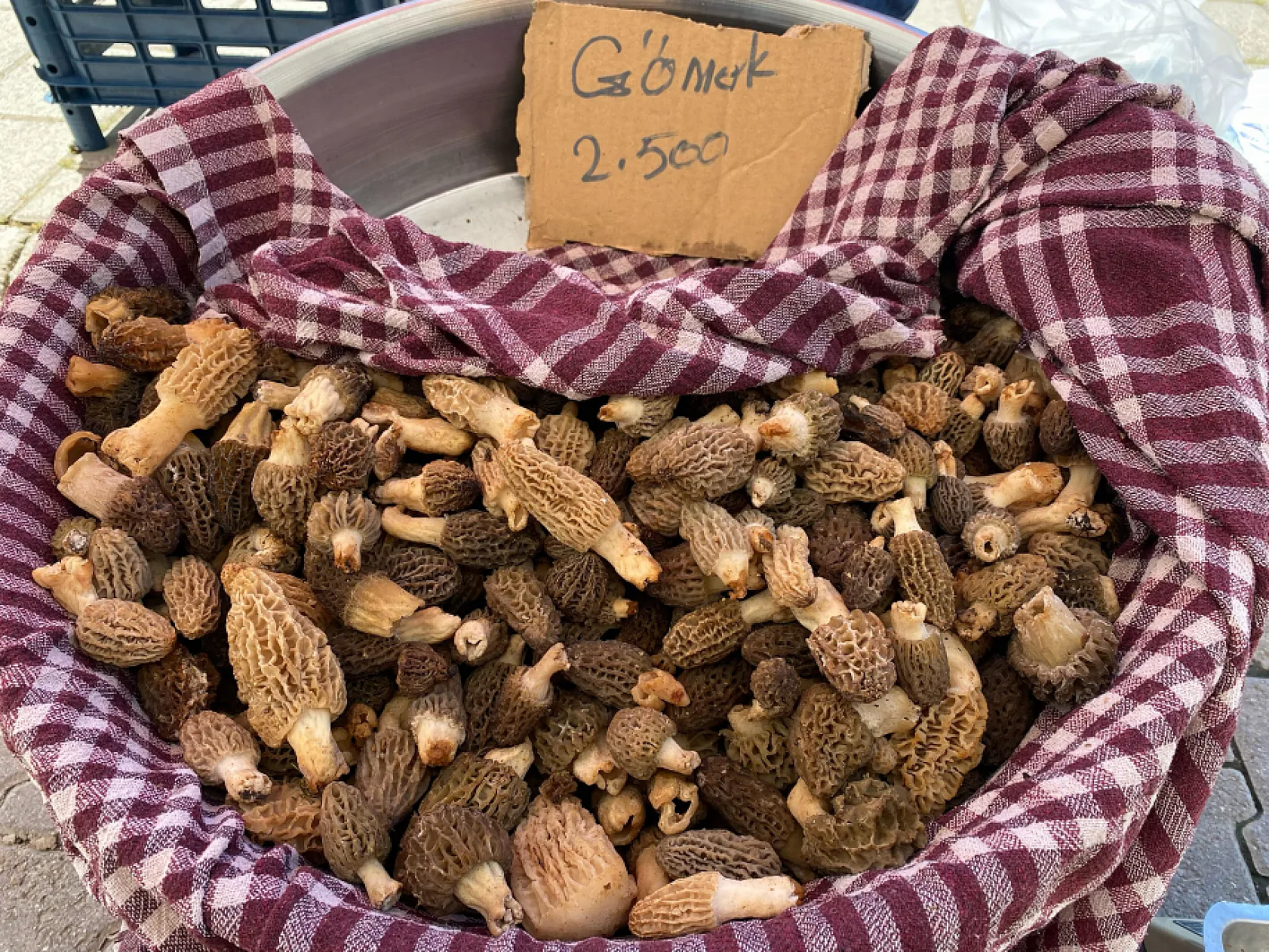 Fethiye'de Kuzugöbeği Mantarı altınla yarışıyor Kilosu 2500 TL