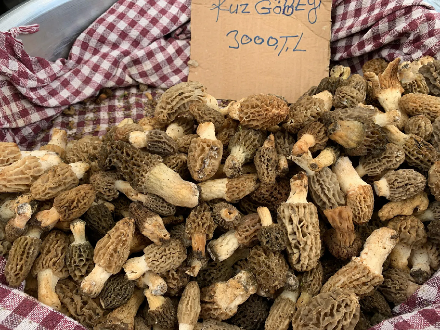 Fethiye'de Kuzugöbeği Mantarı'nın kilosu 1800 ila 4000 lira arasında