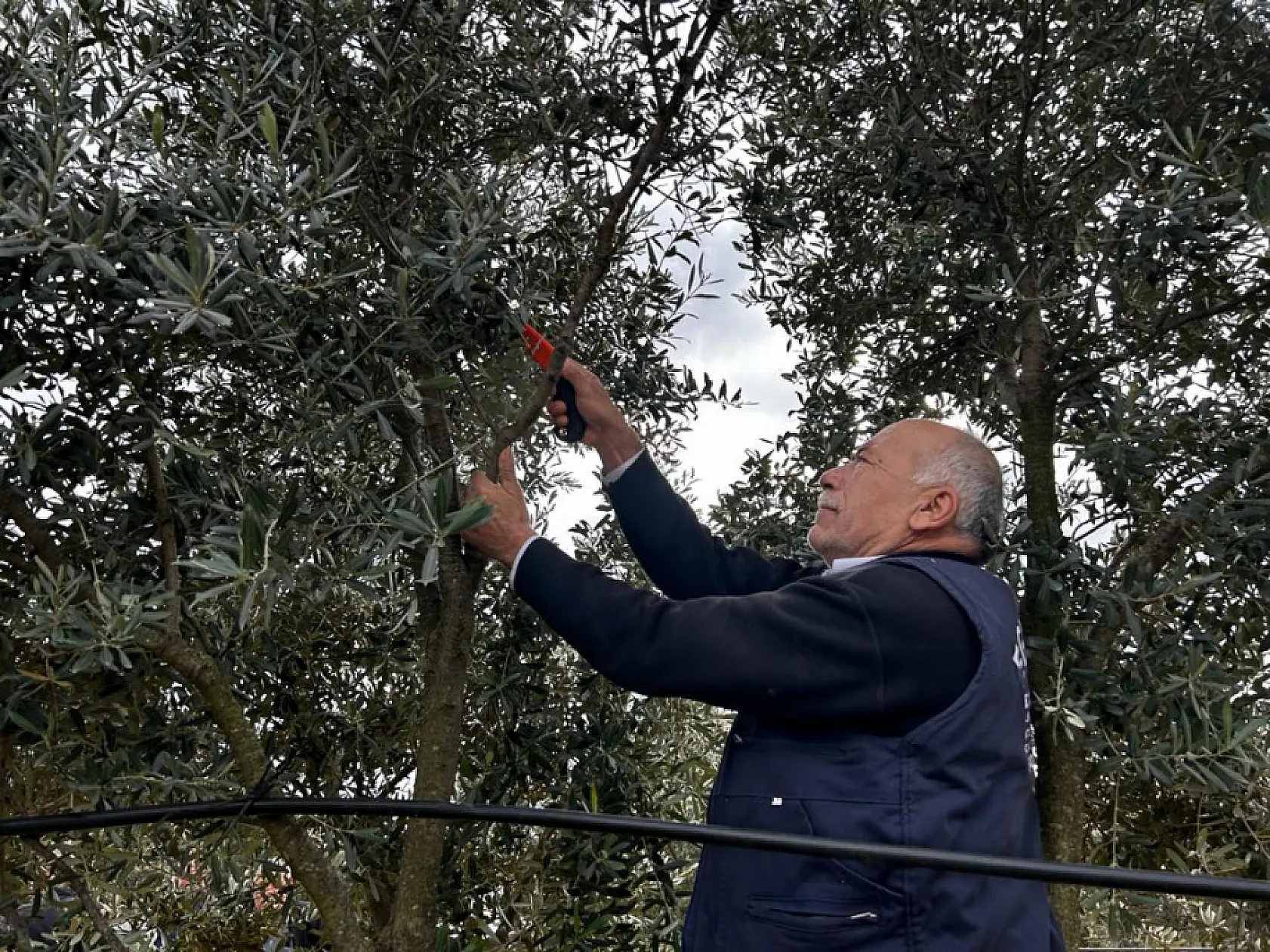 Üreticilere 'Zeytin Budama' eğitimi verildi