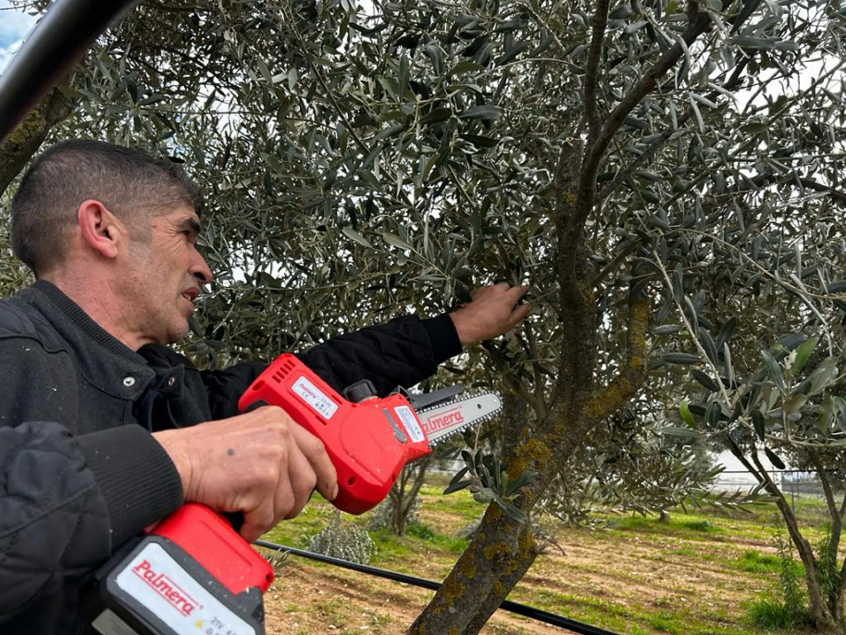 Üreticilere 'Zeytin Budama' eğitimi verildi
