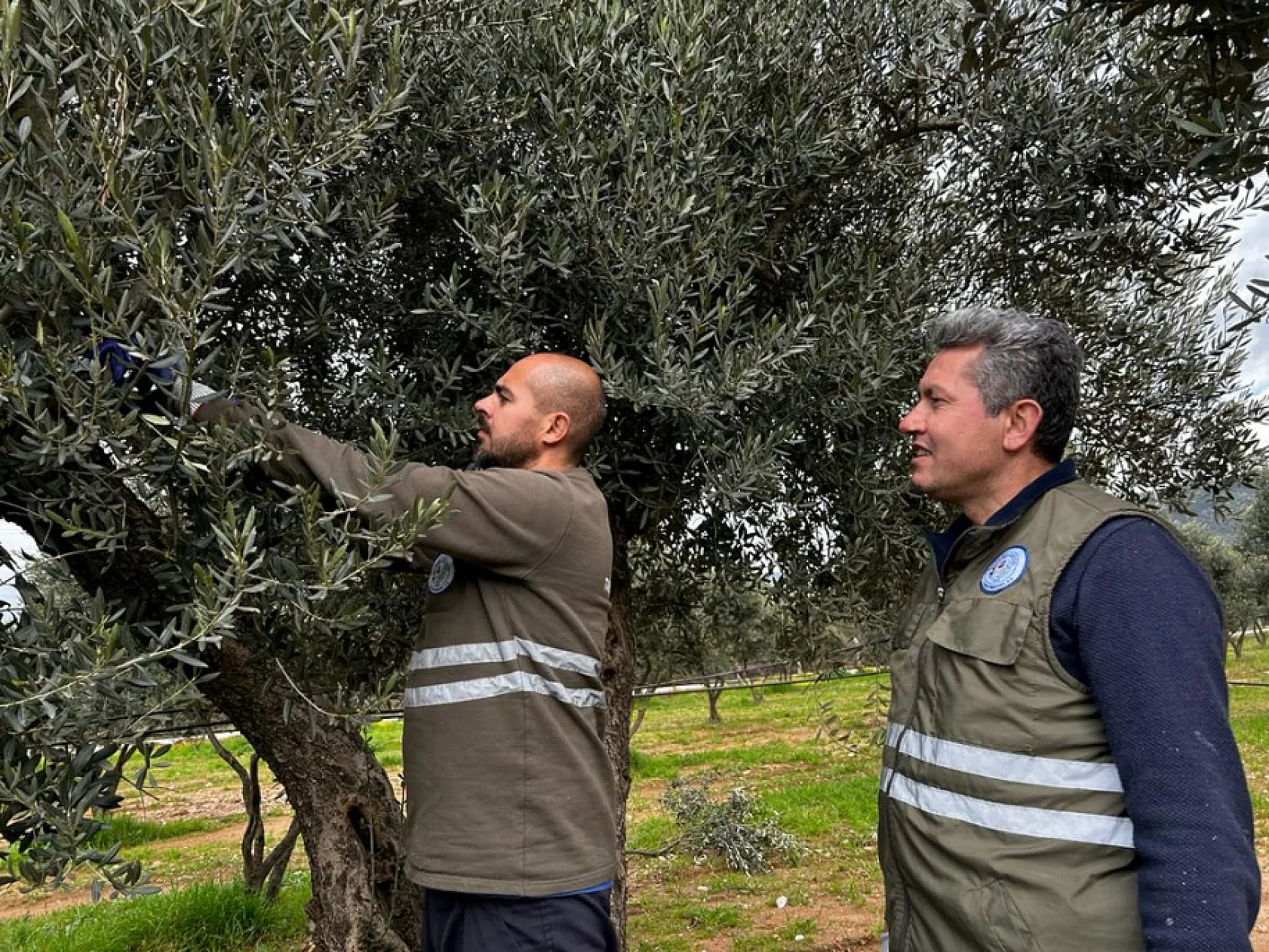 Üreticilere 'Zeytin Budama' eğitimi verildi