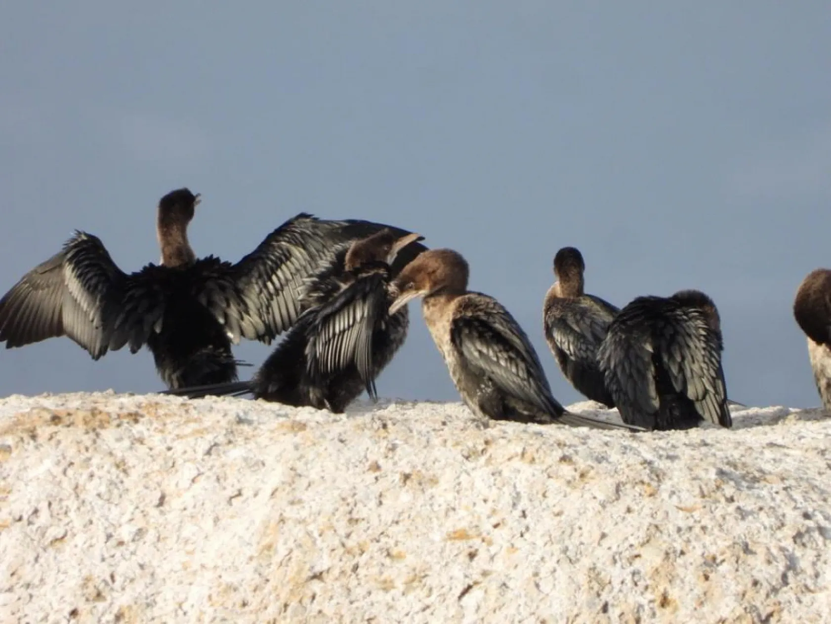 Ege'de 503 adet su kuşu sayıldı