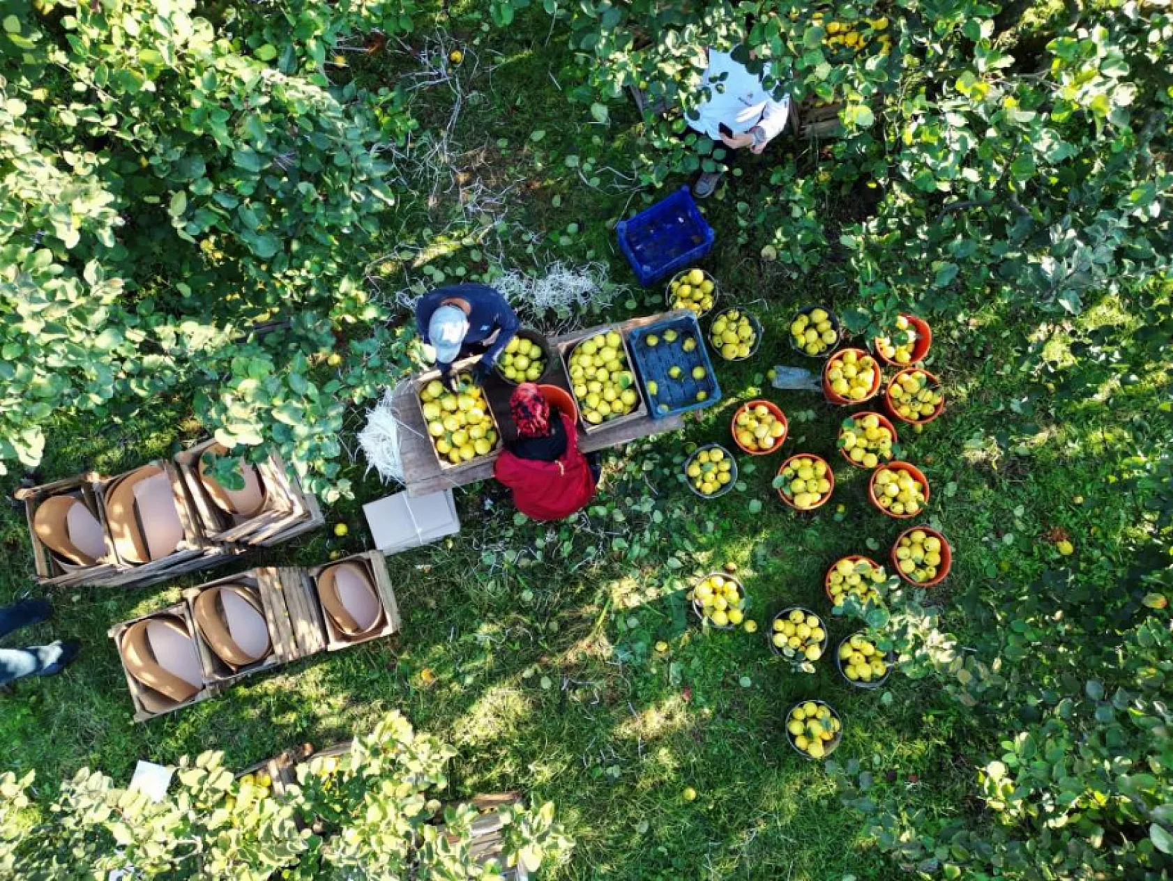 Dünyada rakibi yok: Dalların altın sarısında hasat zamanı