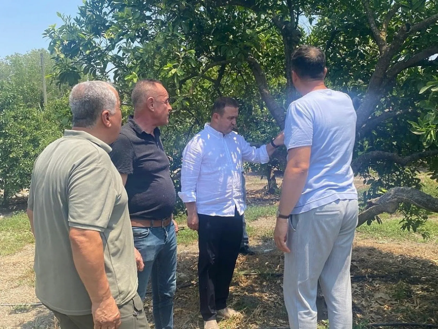 Muğla'da Narenciye Bahçelerinde Saha İncelemesi