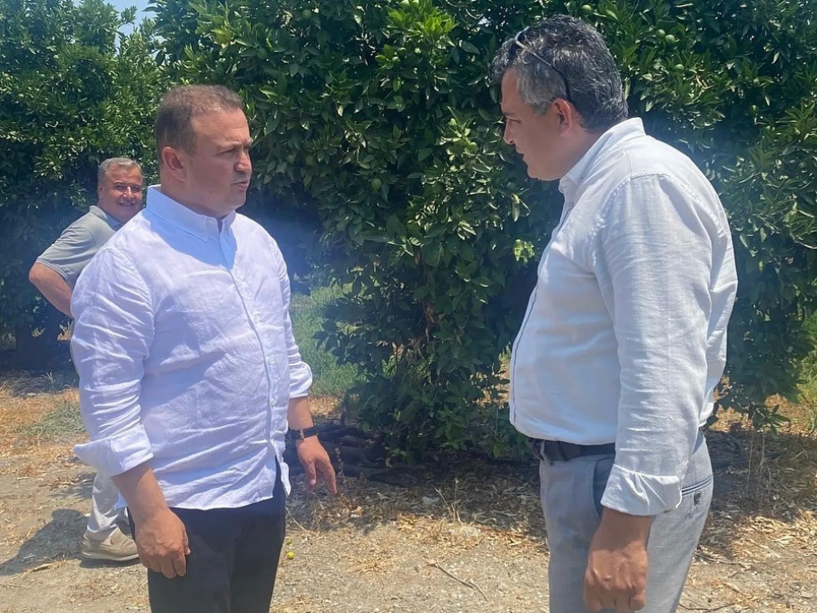 Muğla'da Narenciye Bahçelerinde Saha İncelemesi