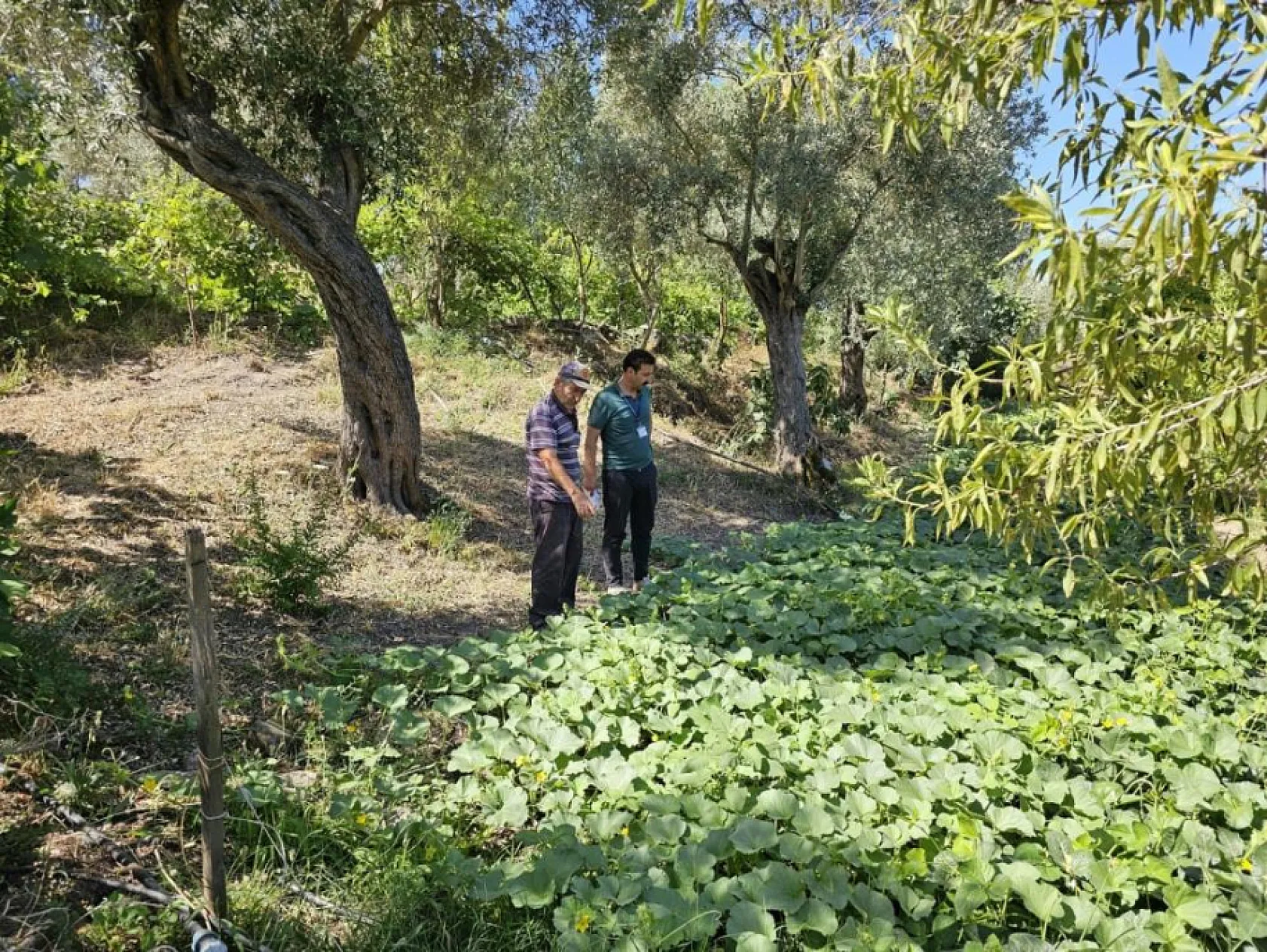 Bodrum'da zeytin hasadı başladı