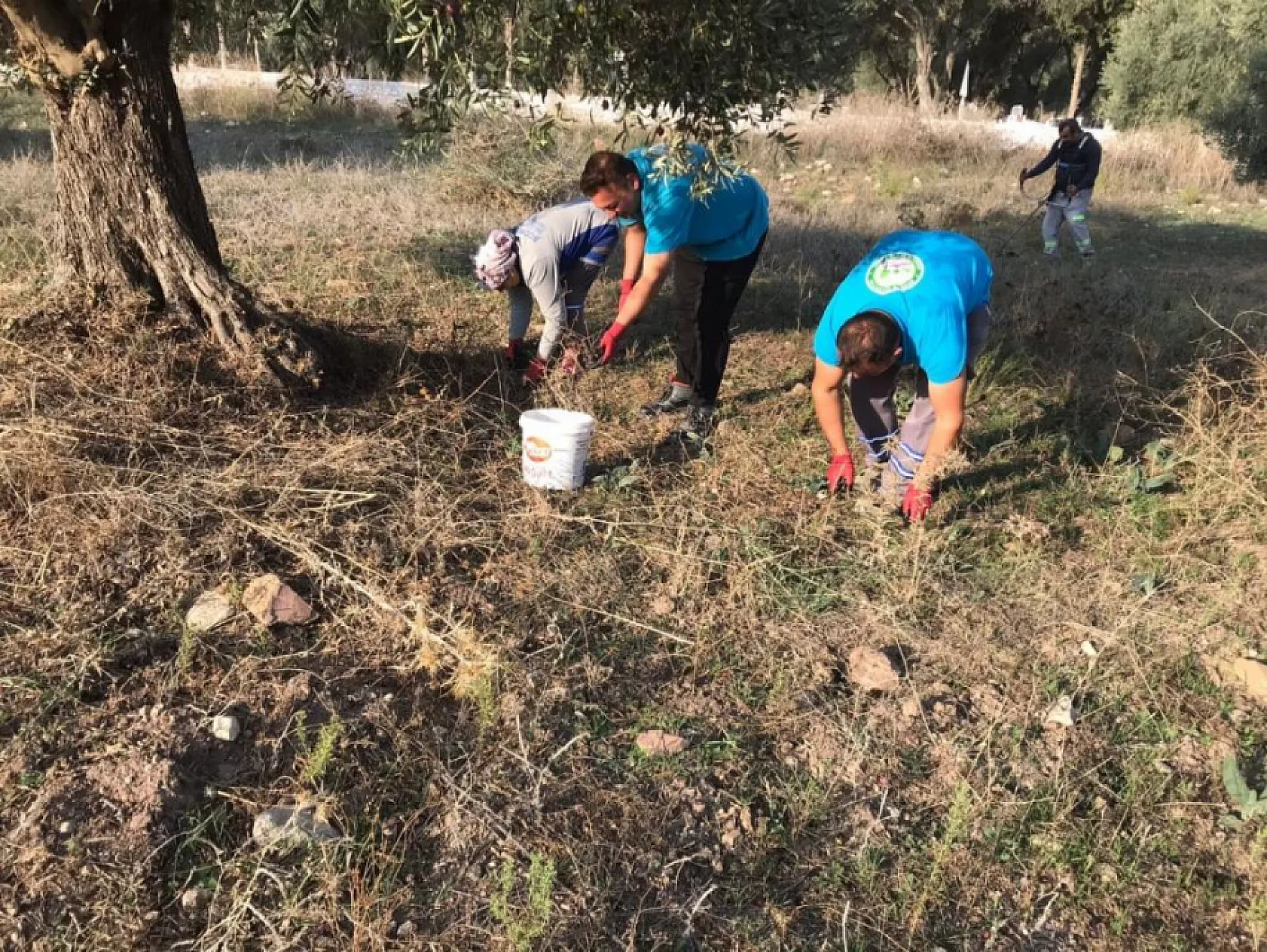 Bodrum'da zeytin hasadı başladı
