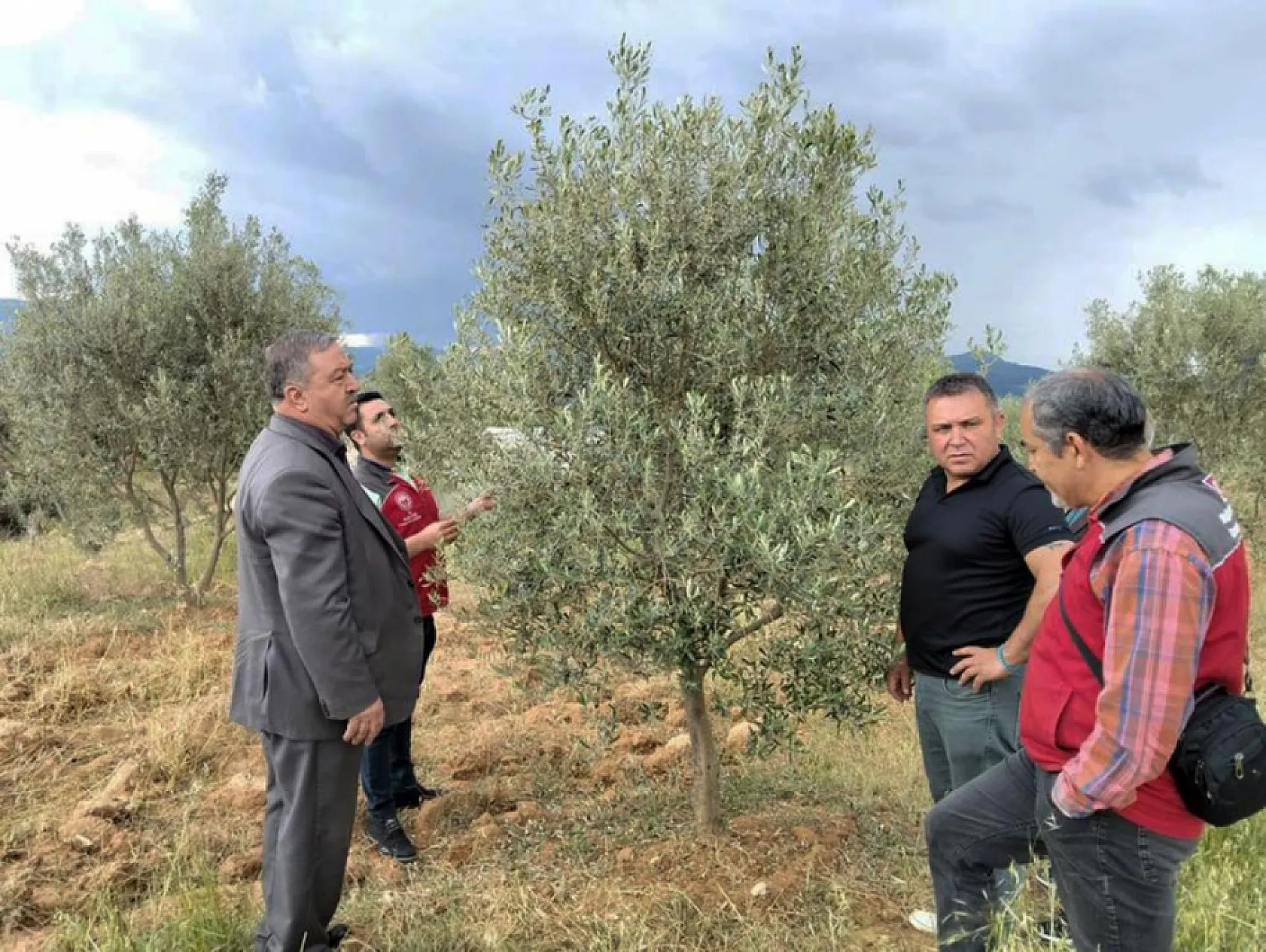 Menteşe'de dolu ve sağanak tarım arazilerine zarar verdi