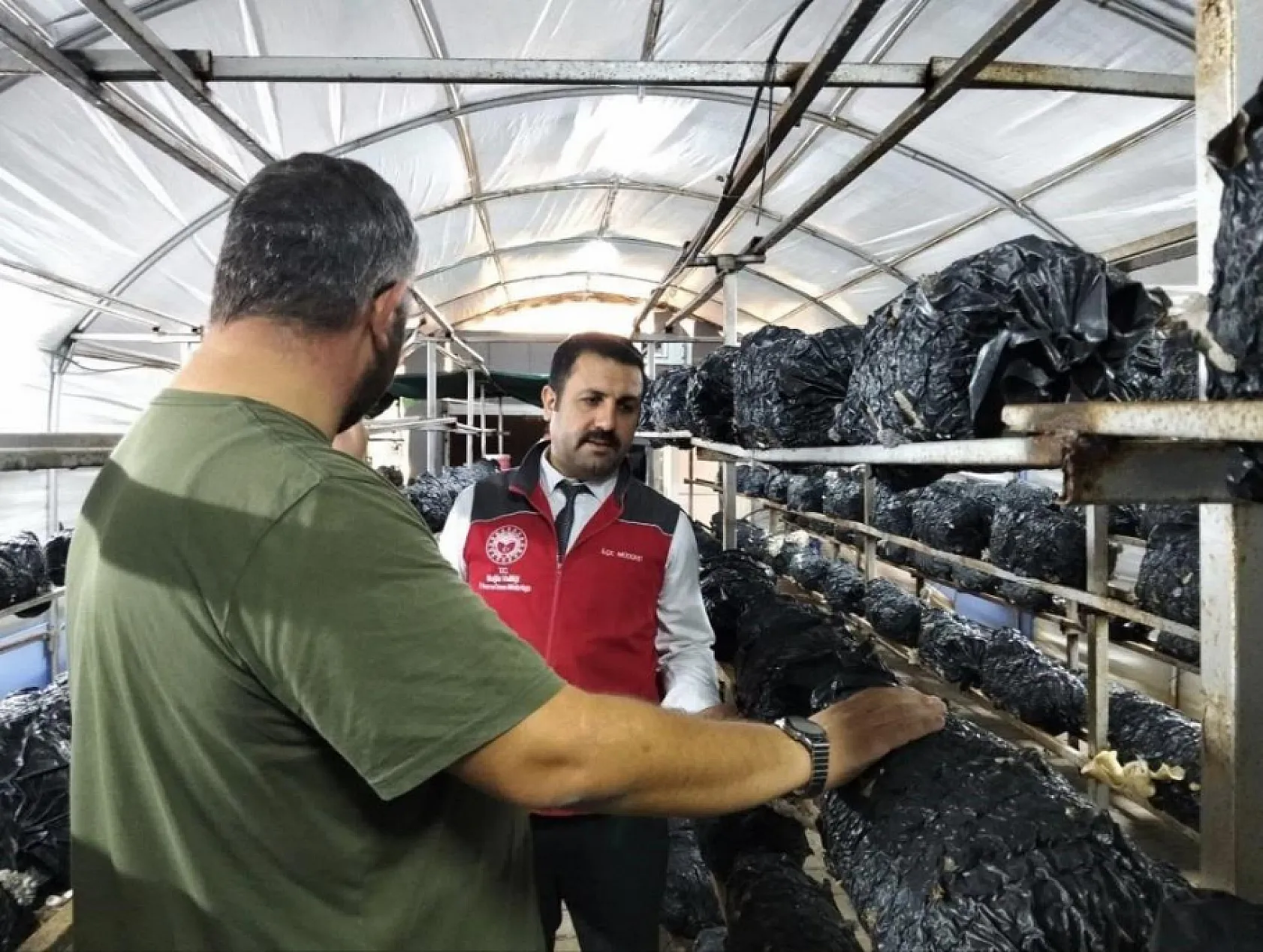 Menteşe'de istiridye mantarı üretimine yerinde denetim