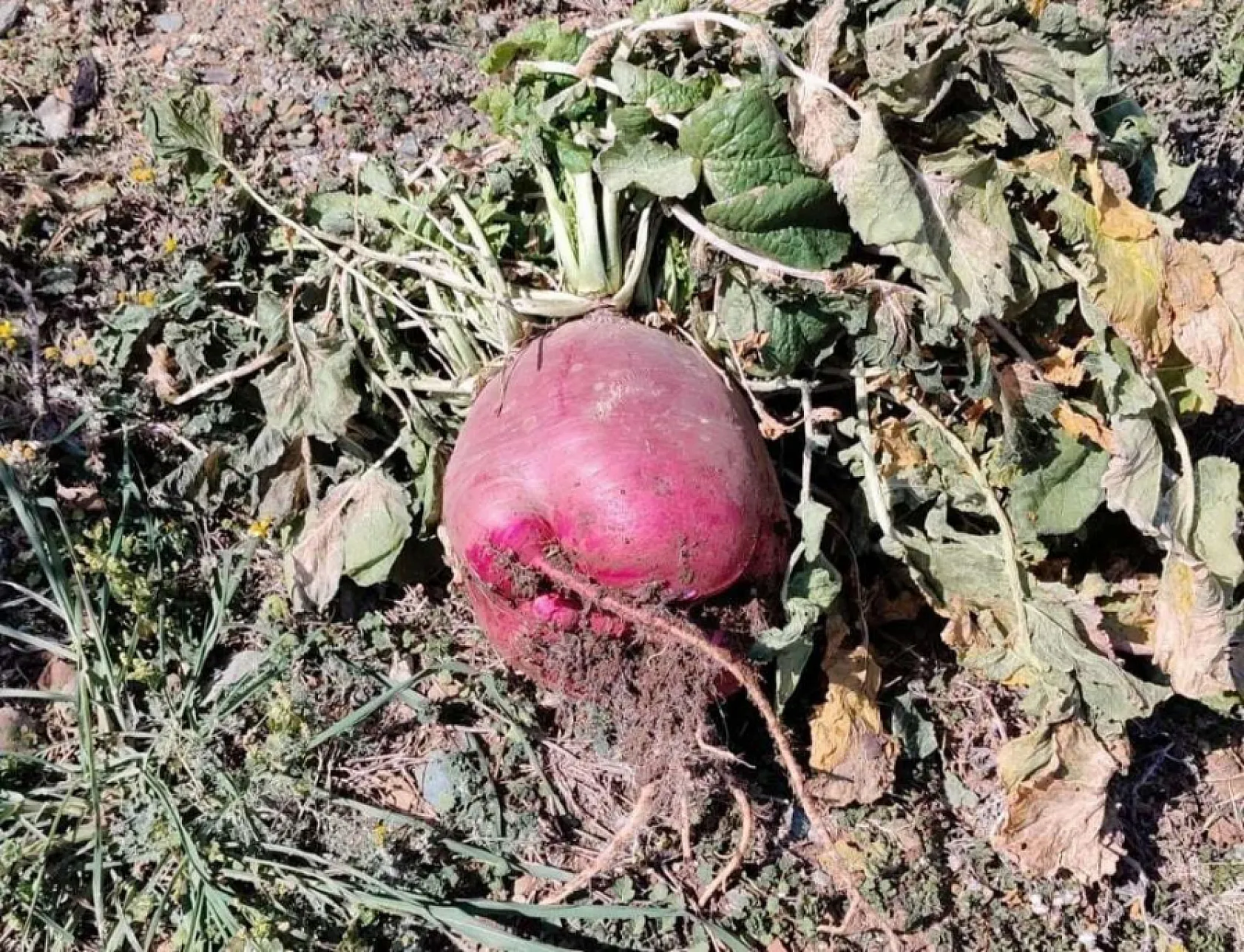 Emekli öğretmenin hobi bahçesinde yetiştirdiği dev turp görenleri şaşkına çevirdi