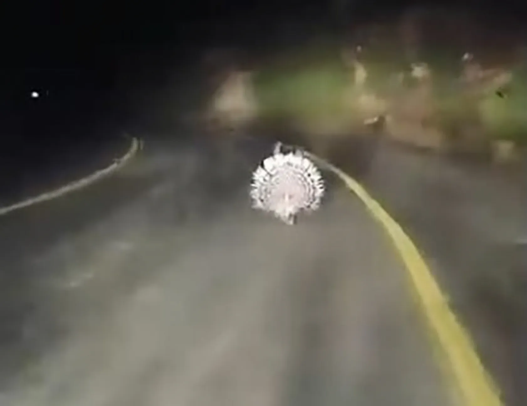 Menteşe'de Nesli Tehlike Altındaki Oklu Kirpiler Görüntülendi