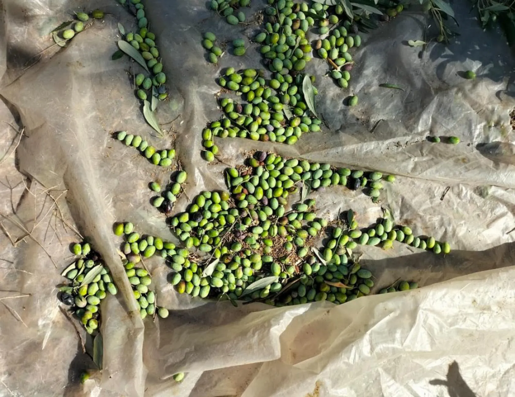 Köyceğiz'de zeytin hasadı başladı