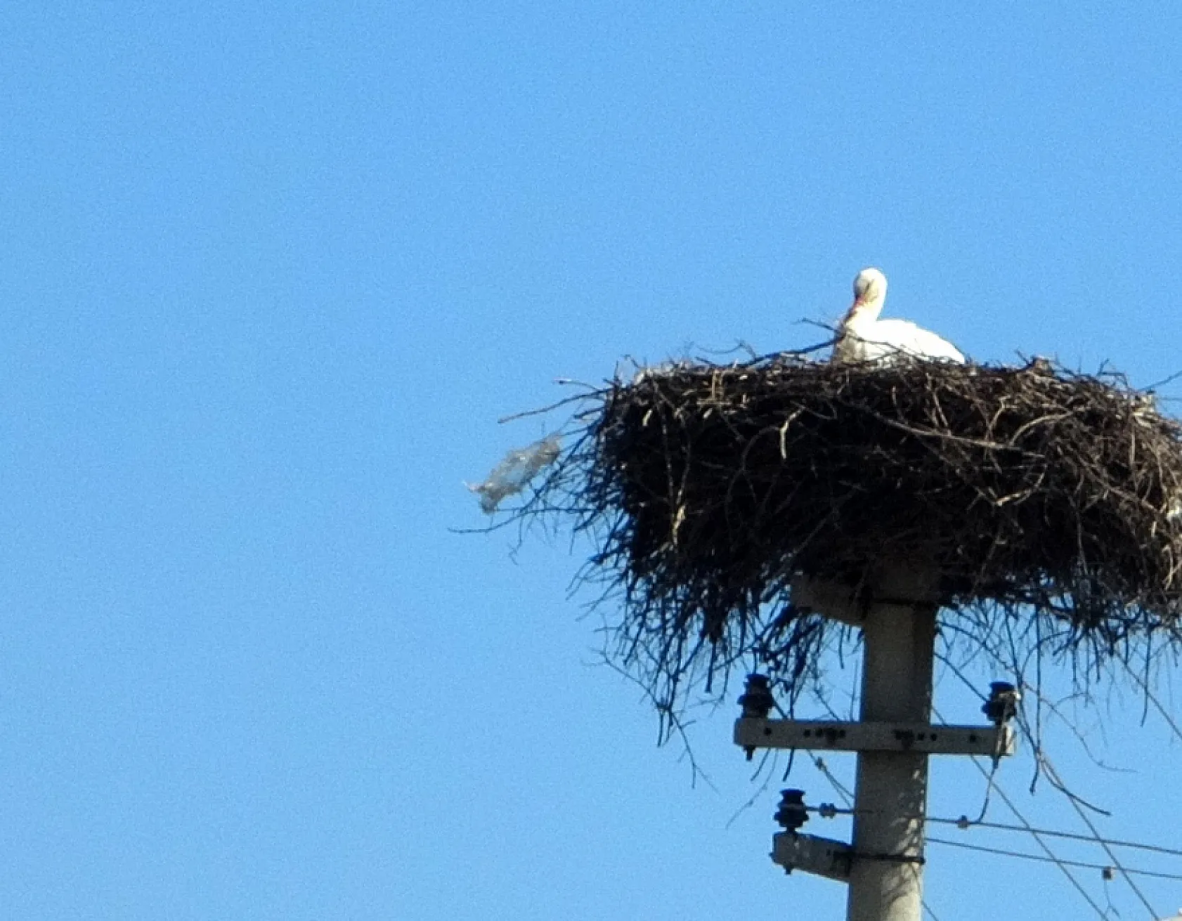 Menteşe'de baharın habercisi leylekler yuvalarına dönüyor