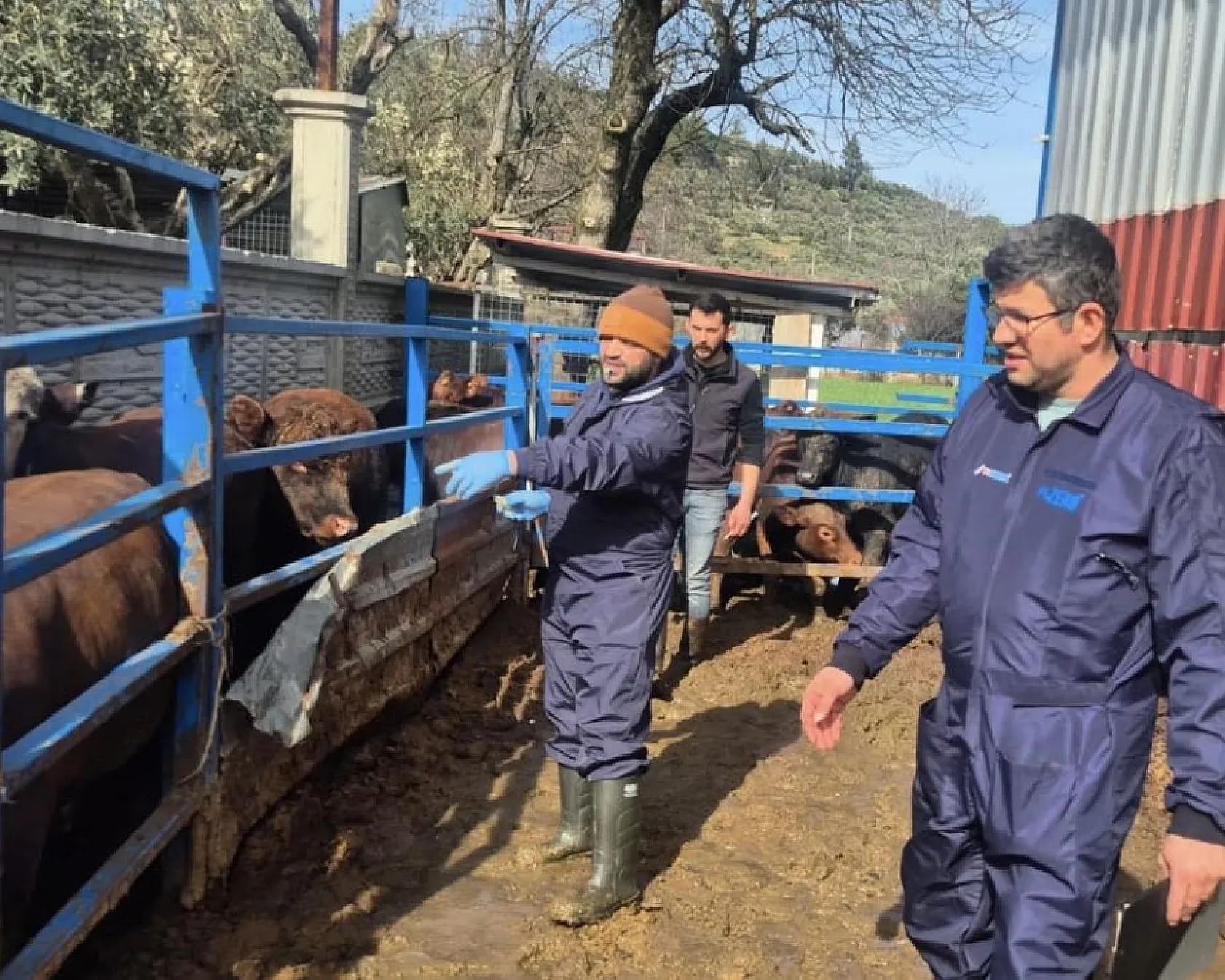 Menteşe'de ithal besilik hayvanların sağlık kontrolleri yapıldı