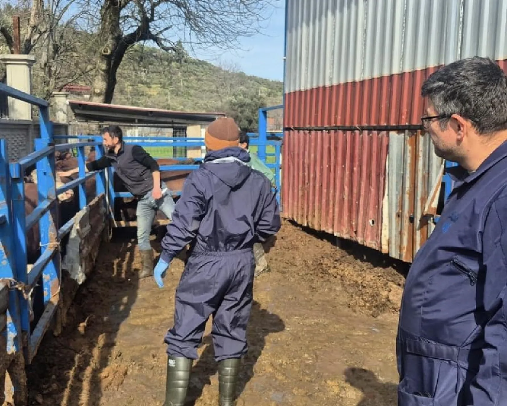 Menteşe'de ithal besilik hayvanların sağlık kontrolleri yapıldı