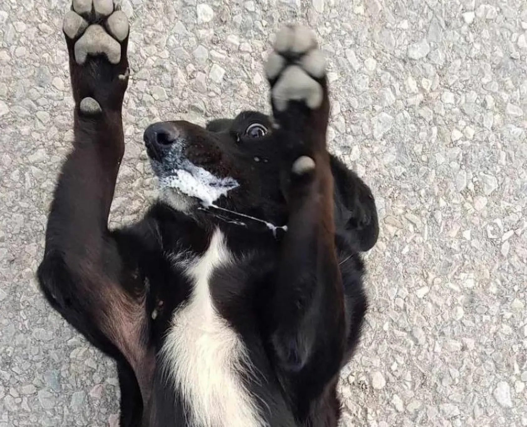 Köpekleri  kamyonete bindirip götürdüler